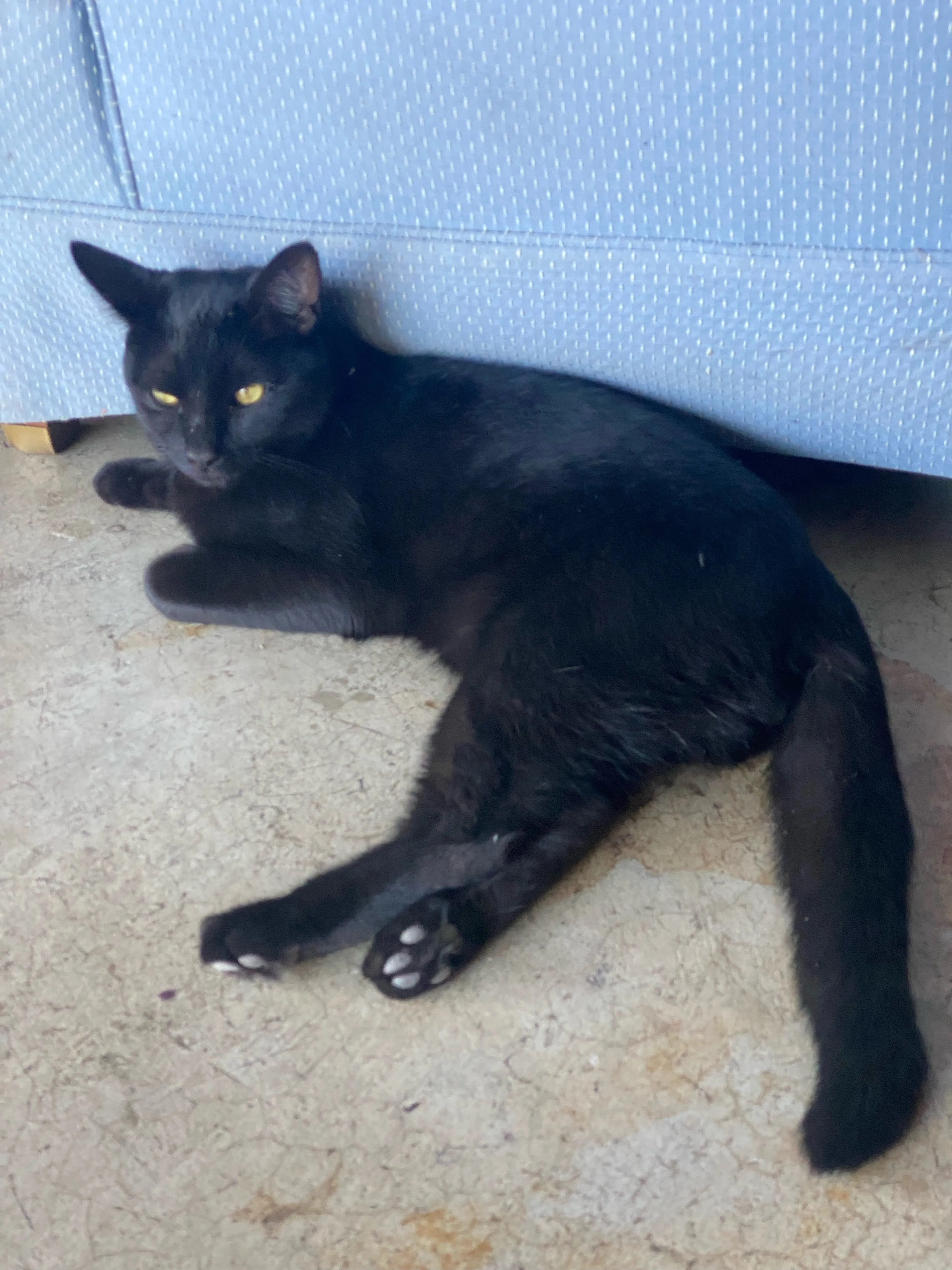Lost pet