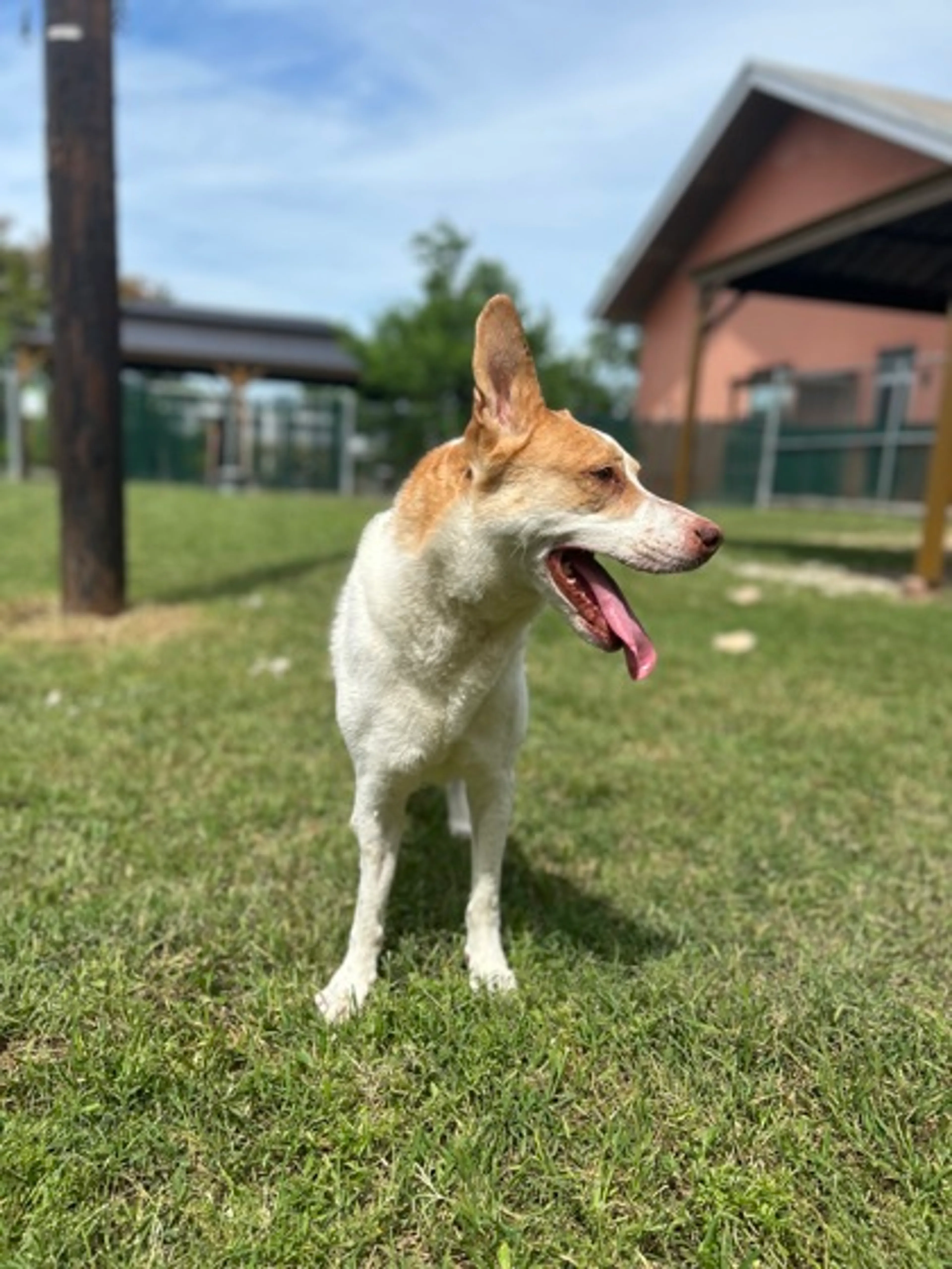 Found pet-1