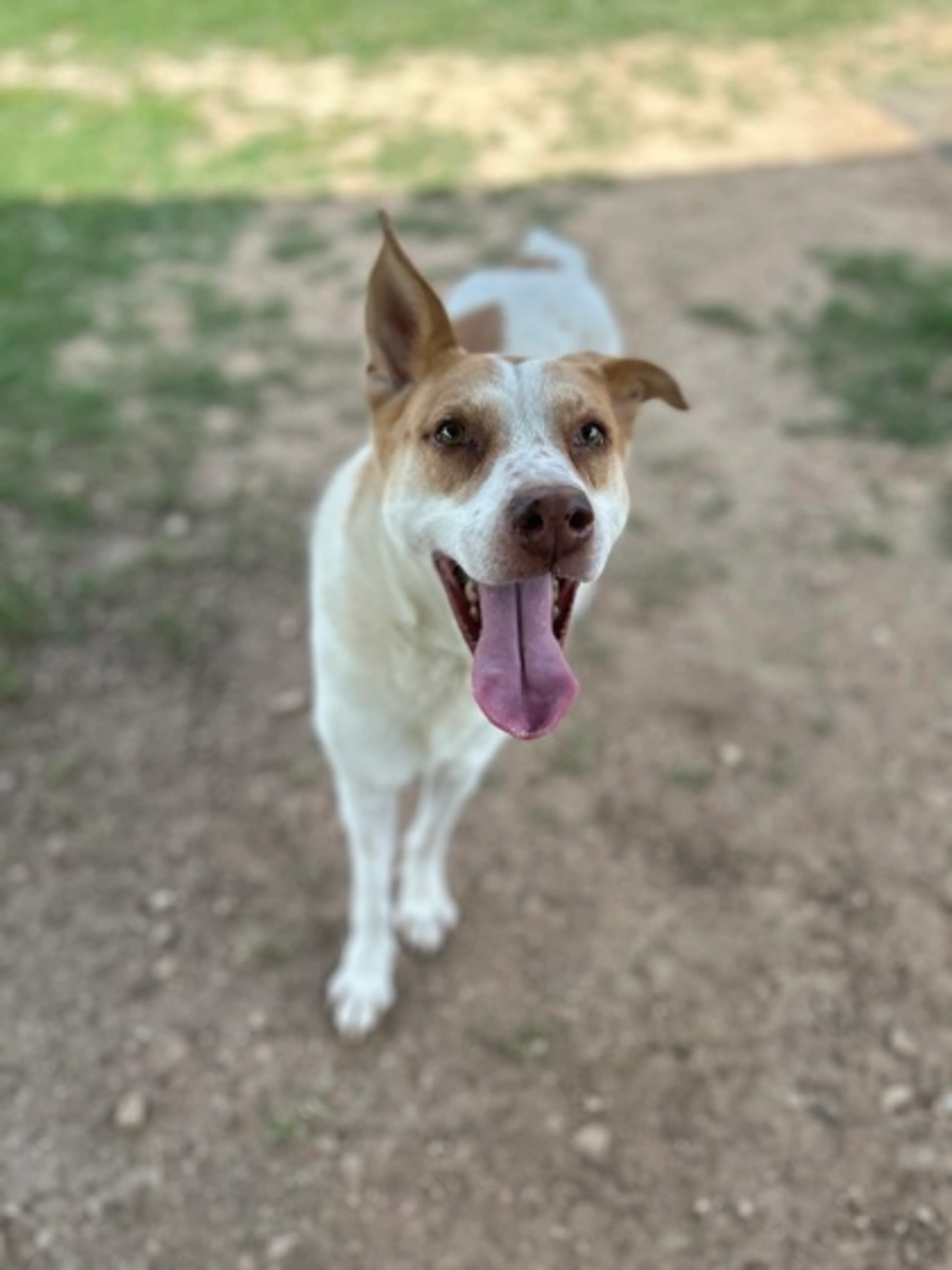 Found pet-2