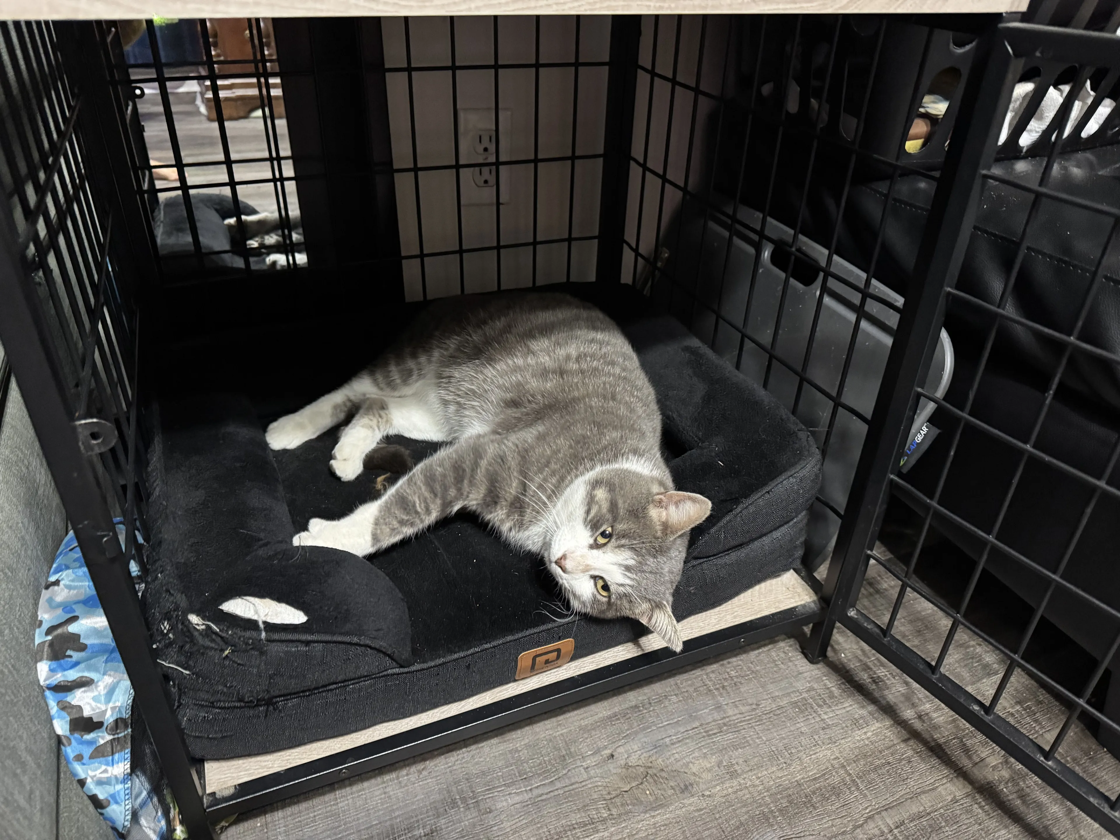 Lost pet-1