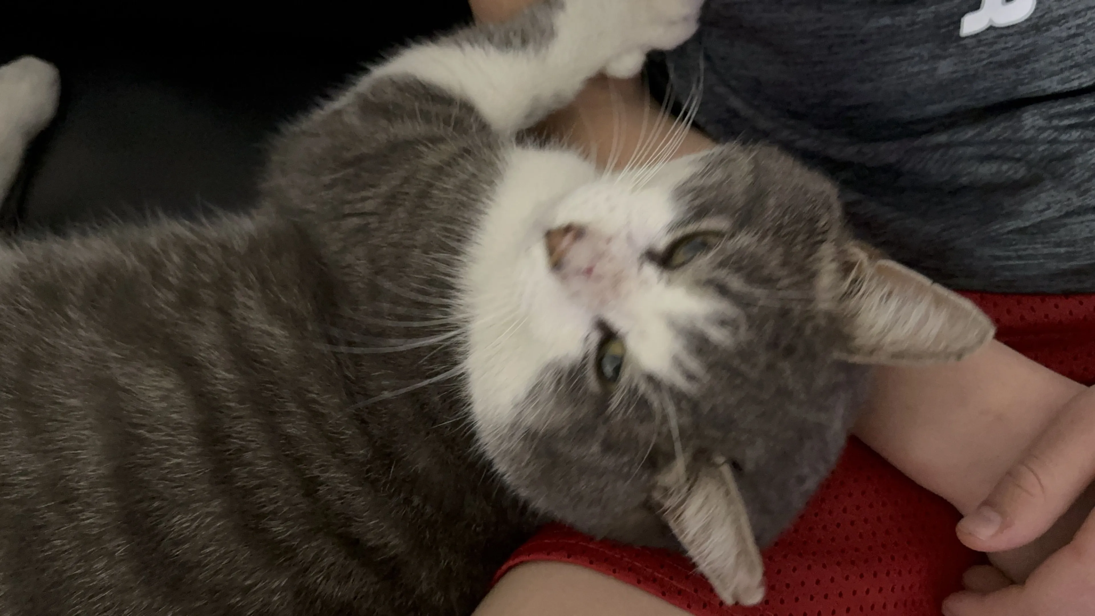 Lost pet-0