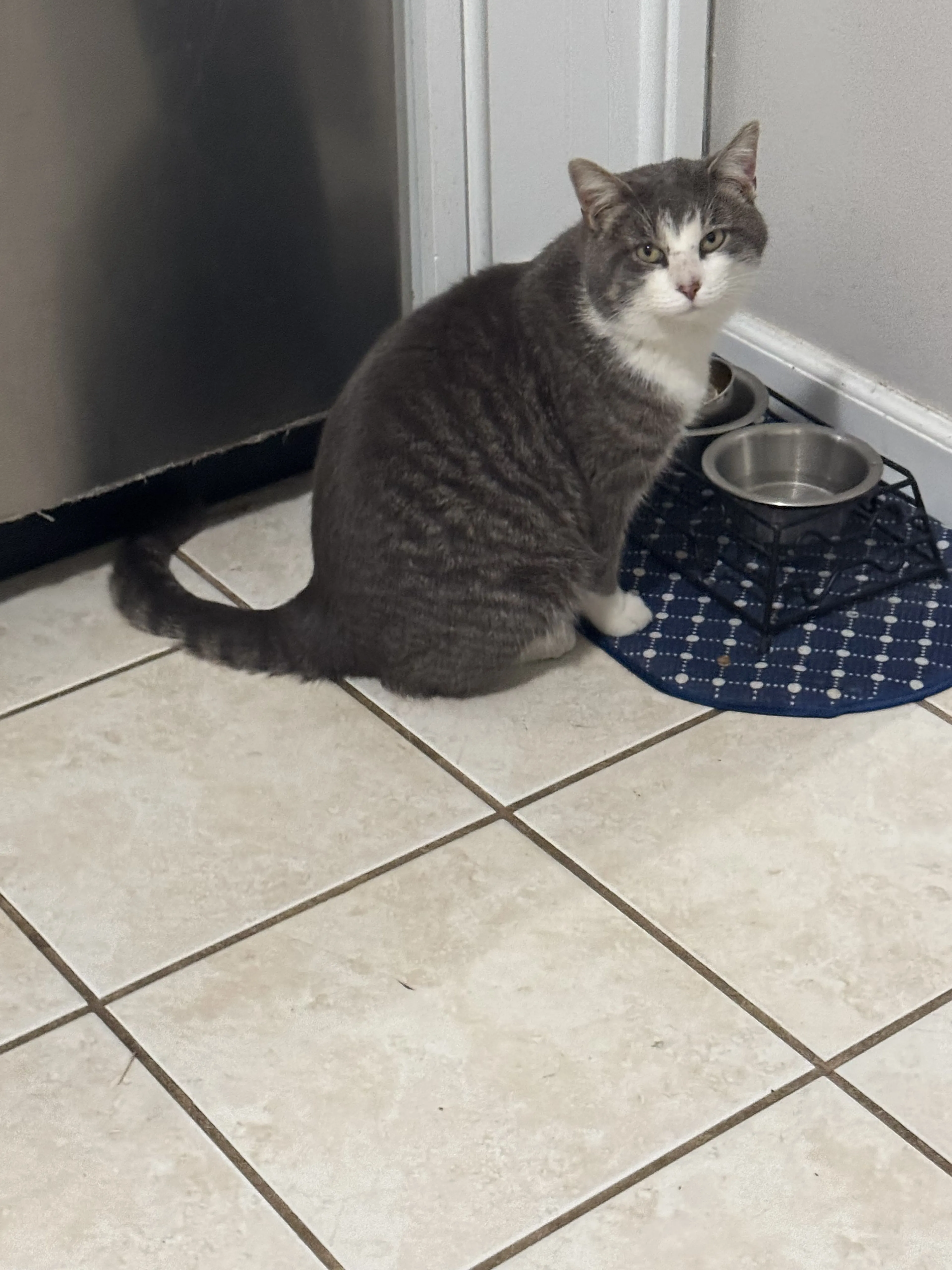 Lost pet-2