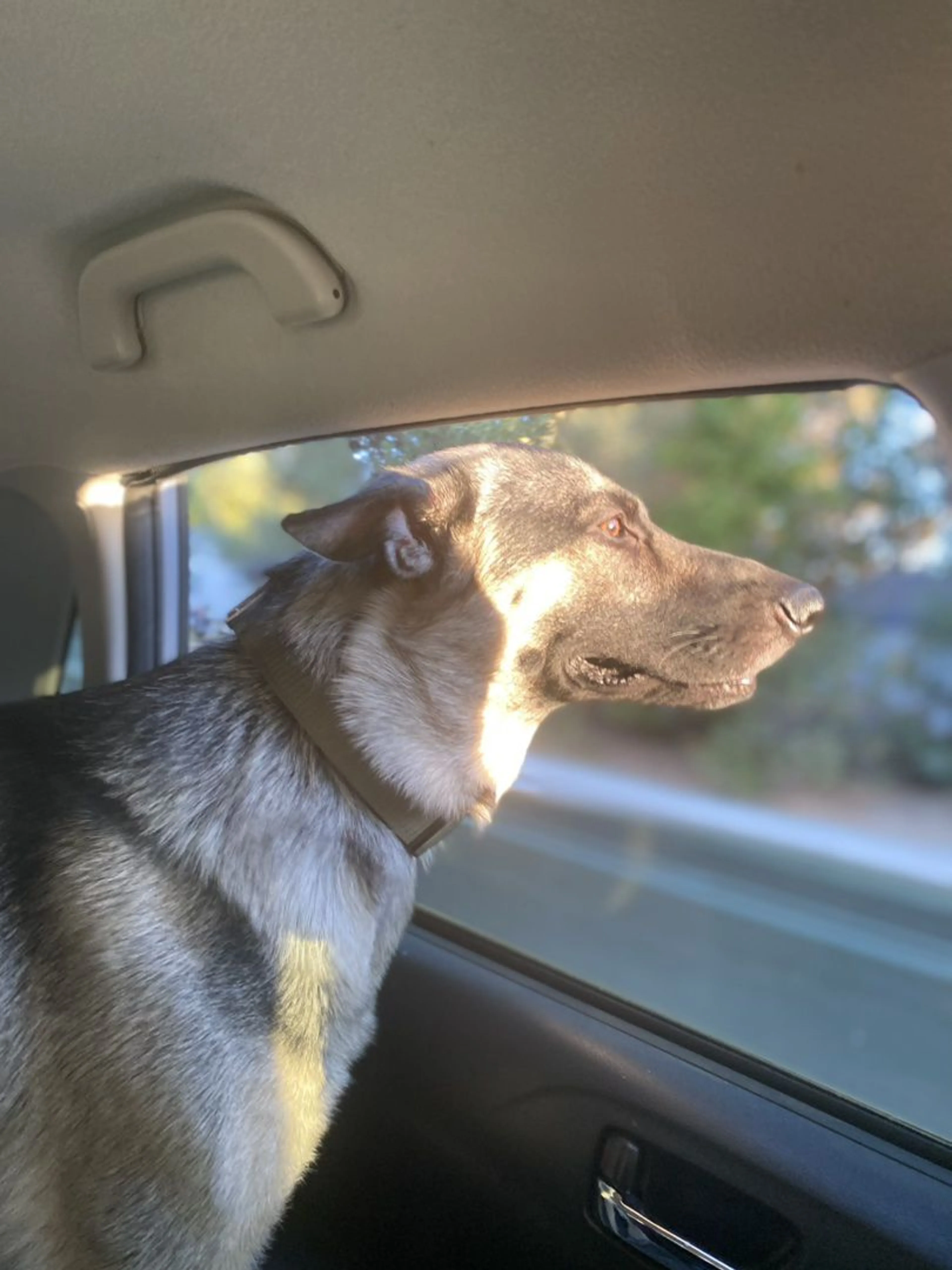 Lost pet-2