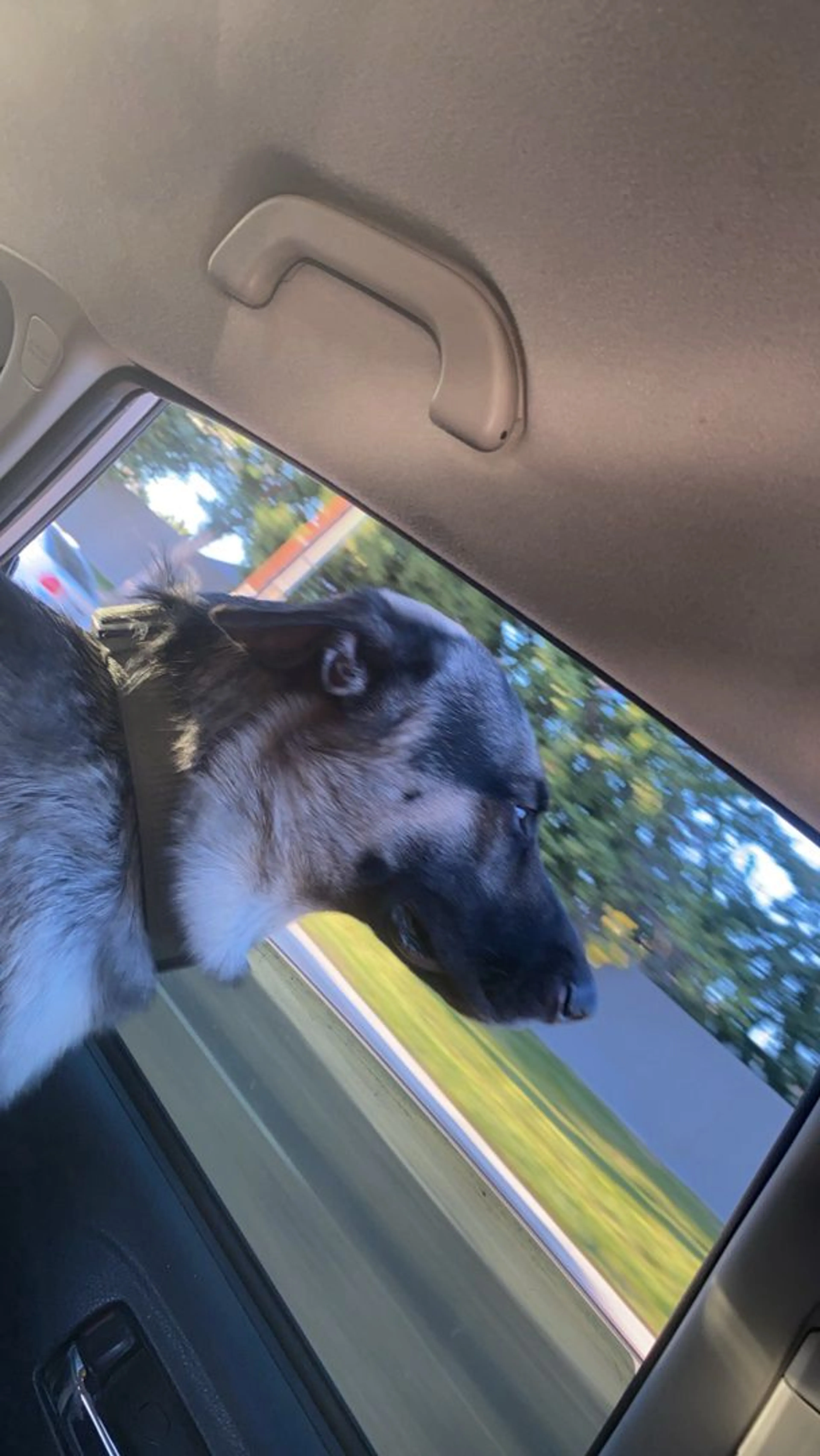 Lost pet-1