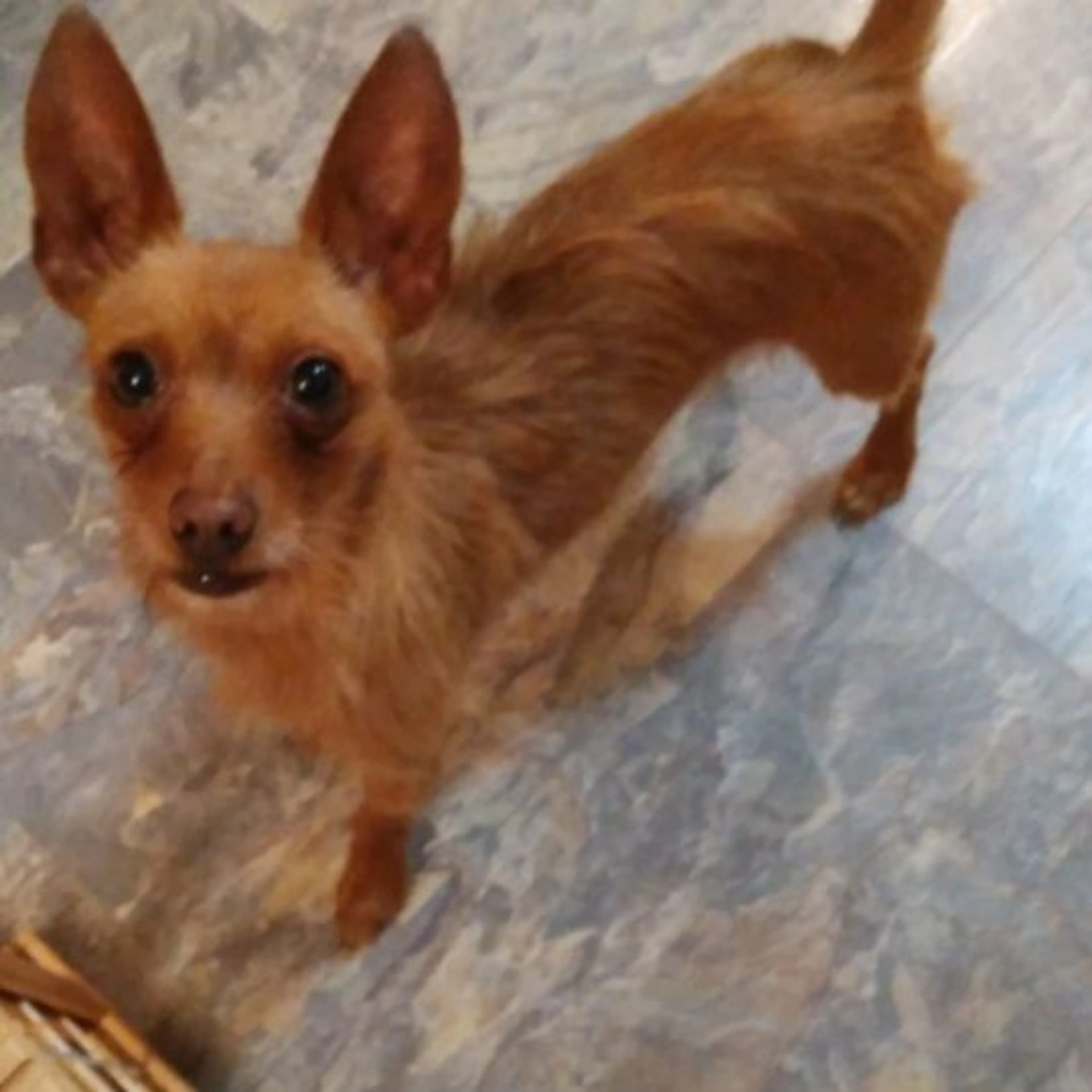 Found pet