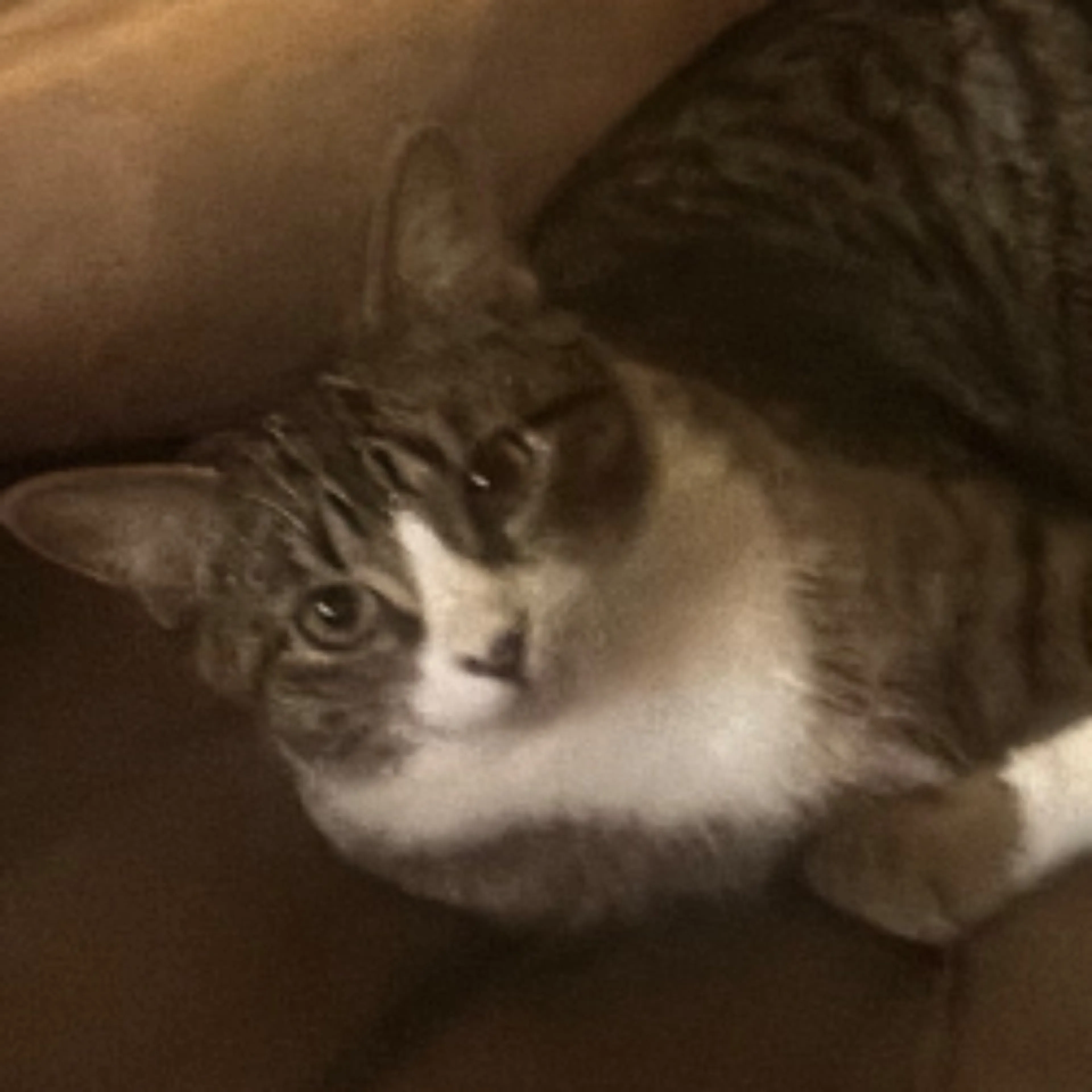 Lost pet