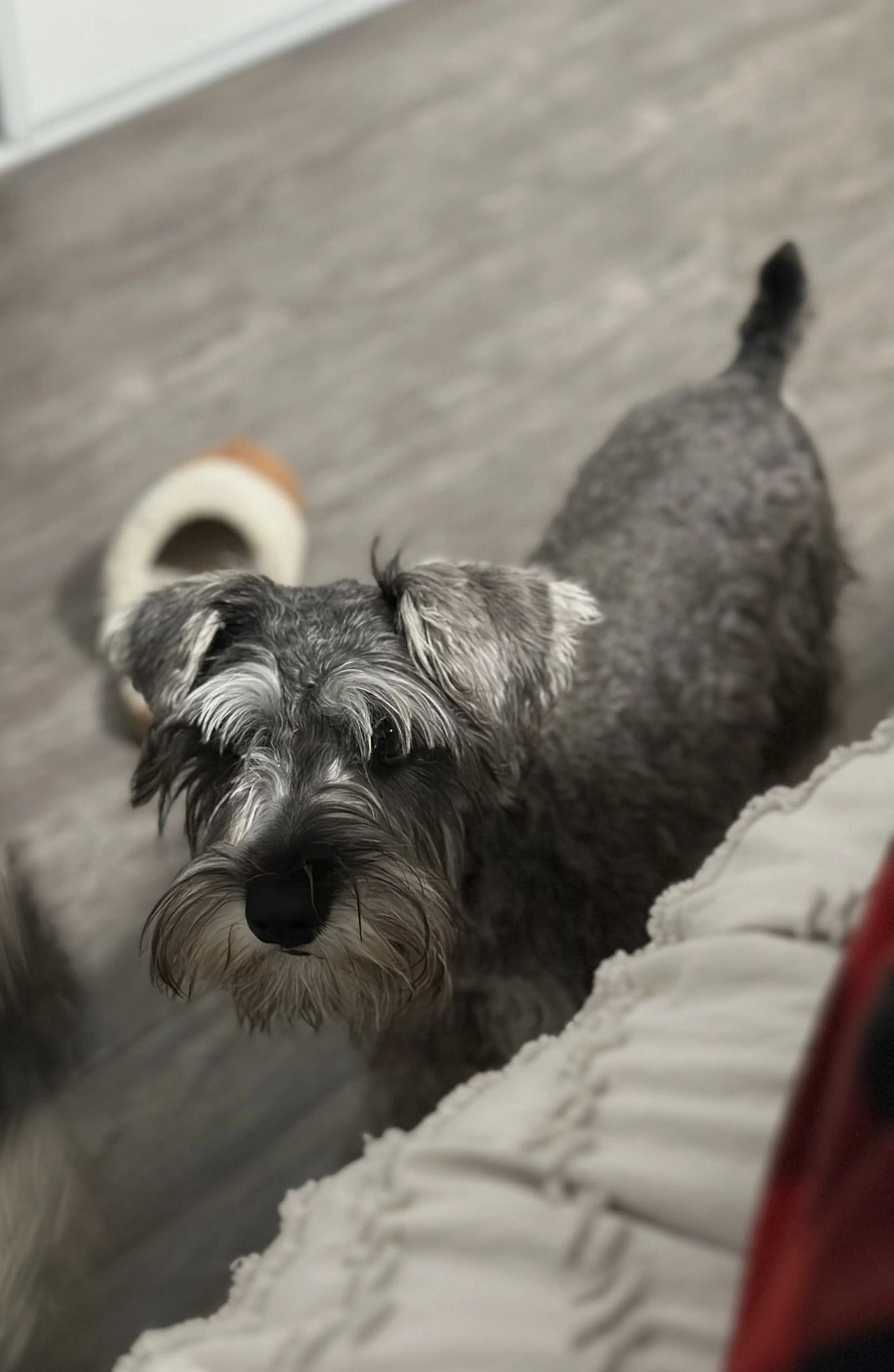 Lost pet-0