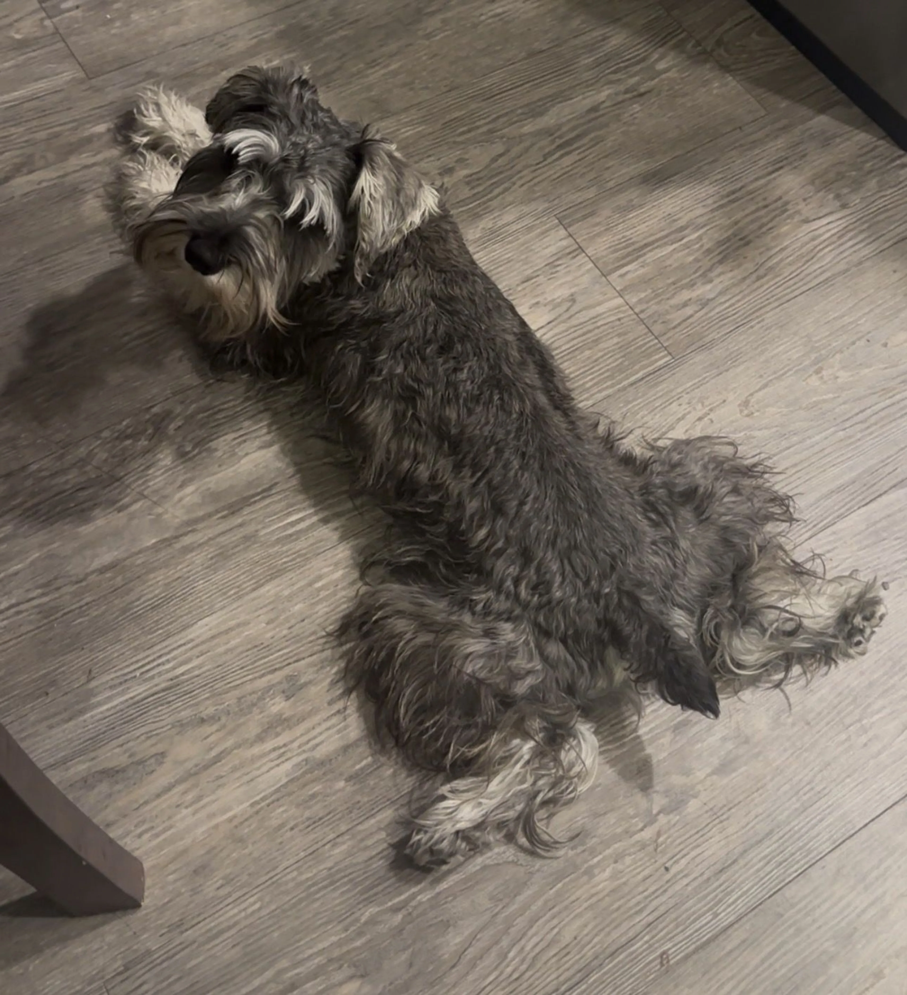 Lost pet-1