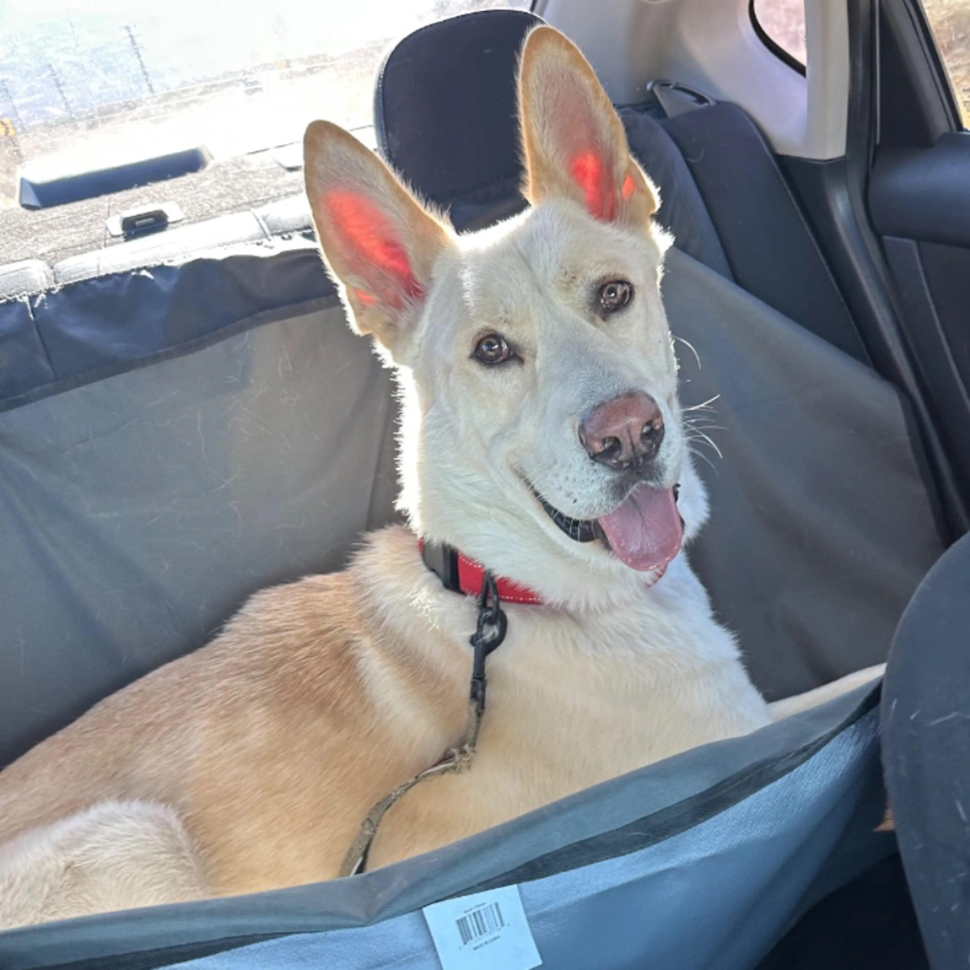 Lost pet