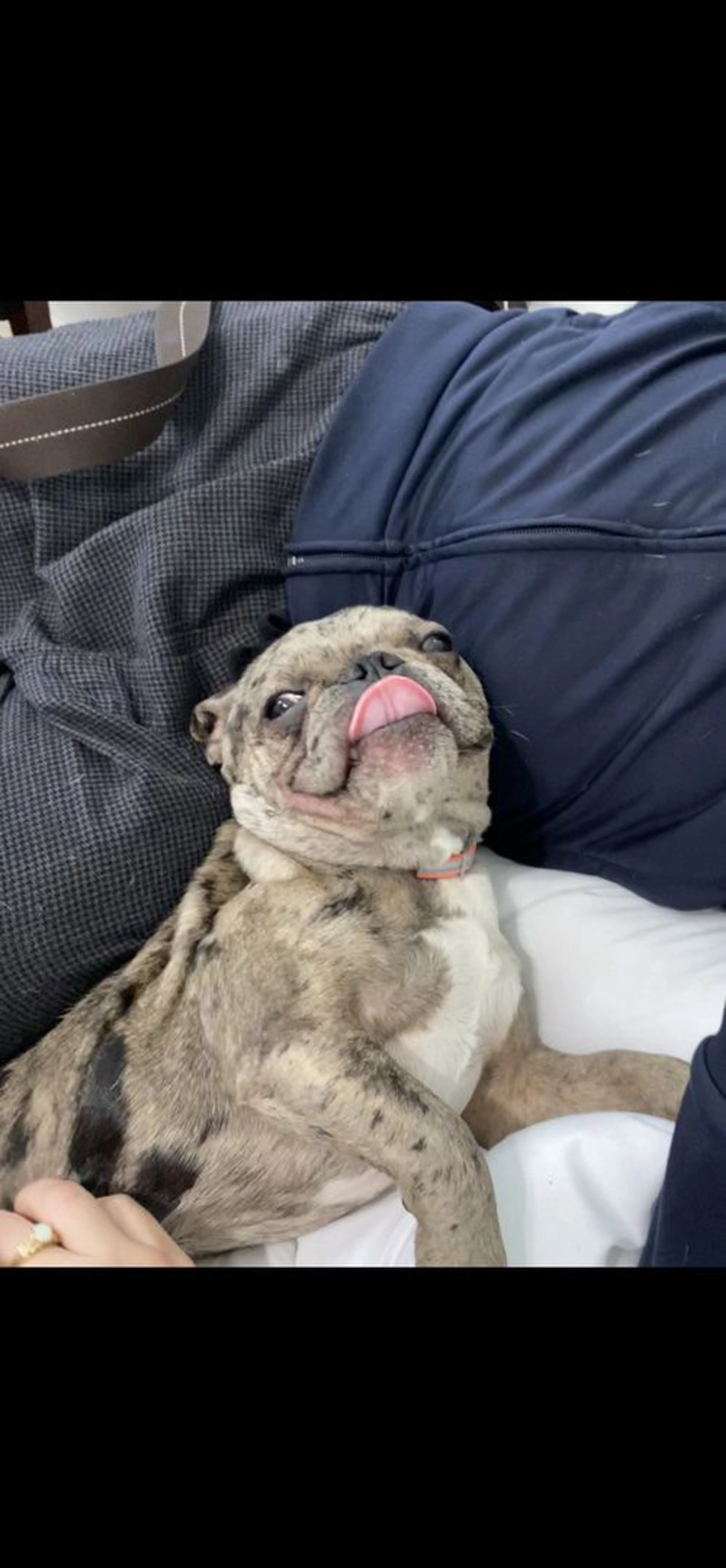 Lost pet-2