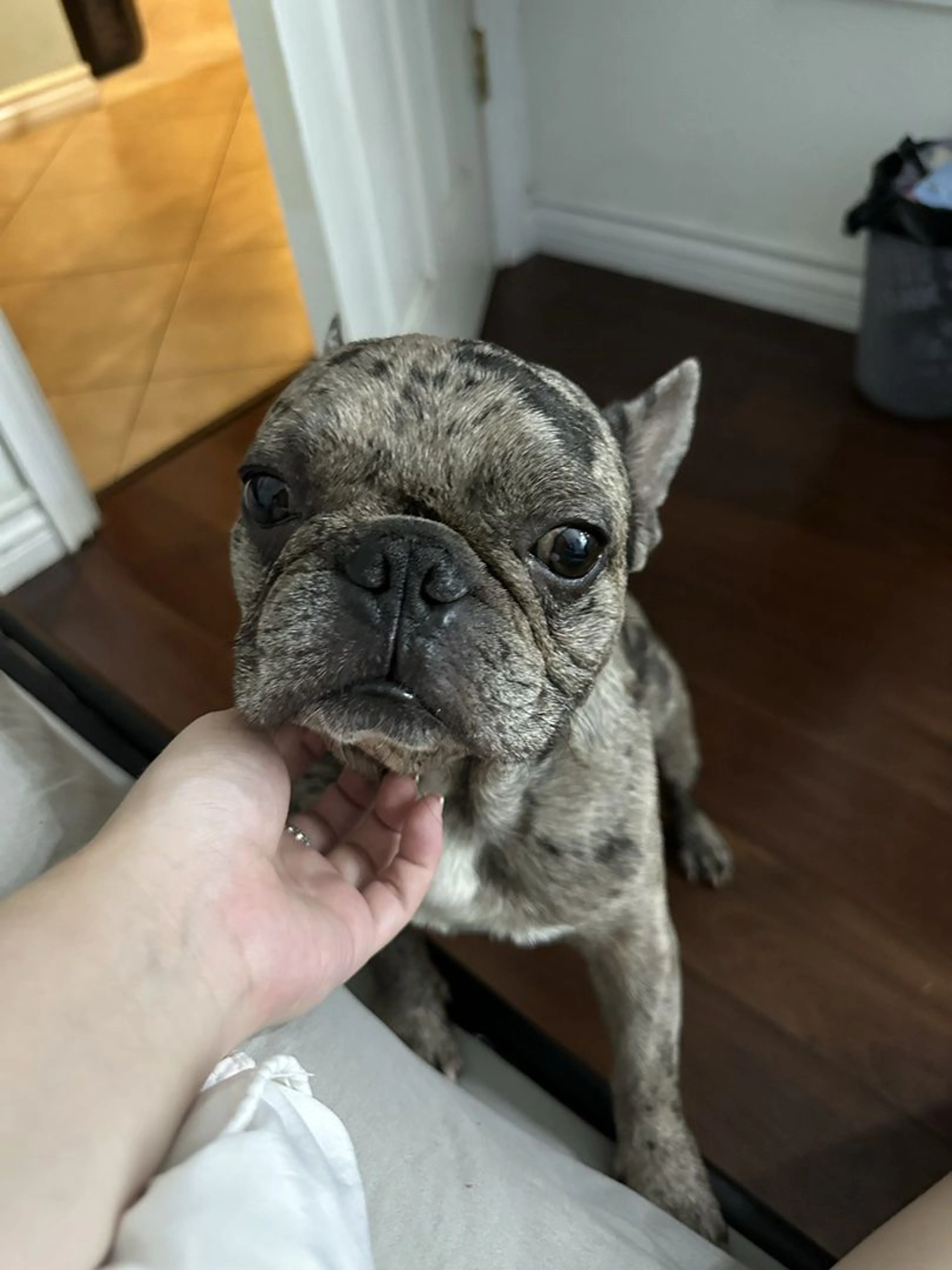 Lost pet-1