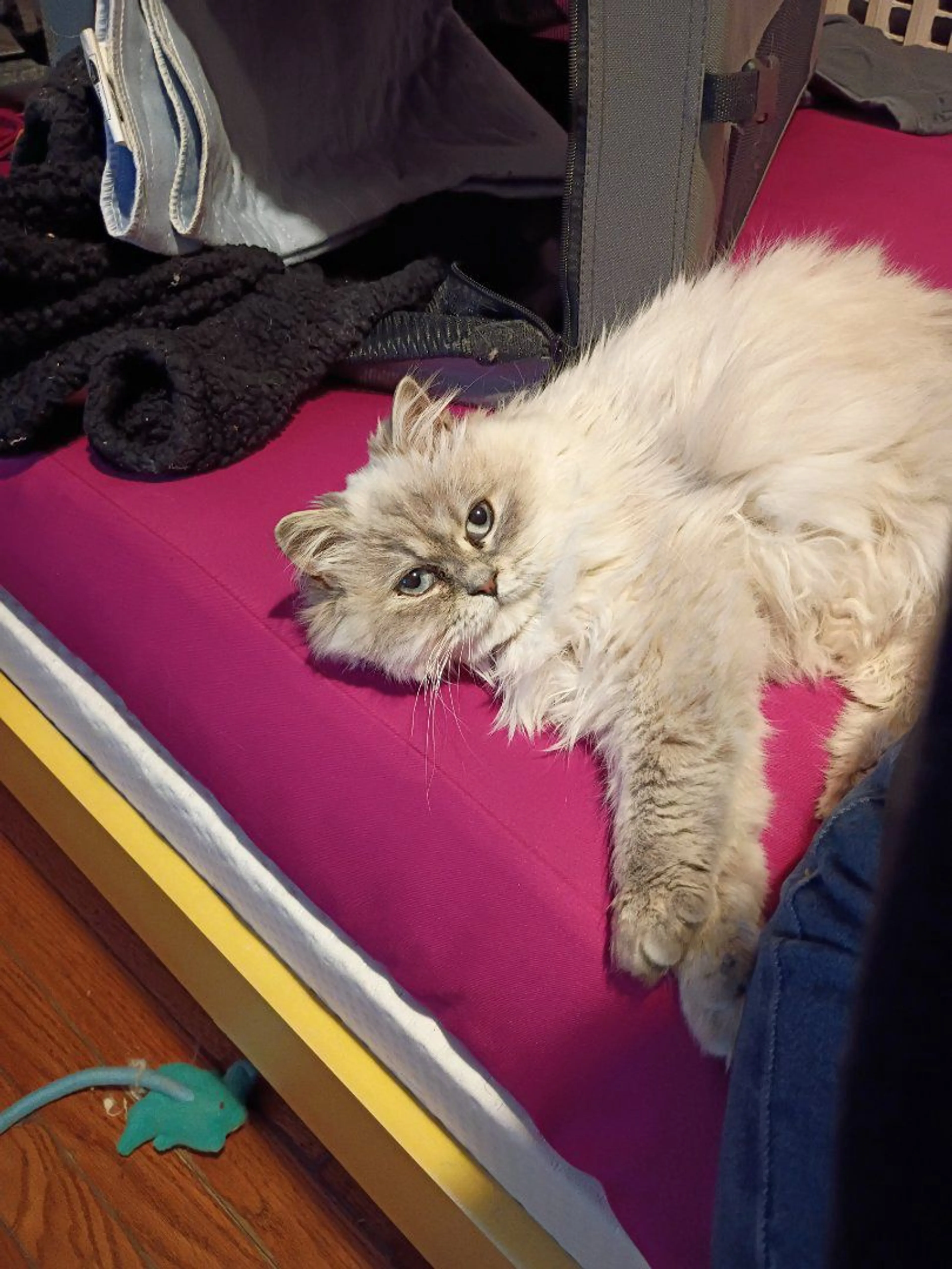 Lost pet-2