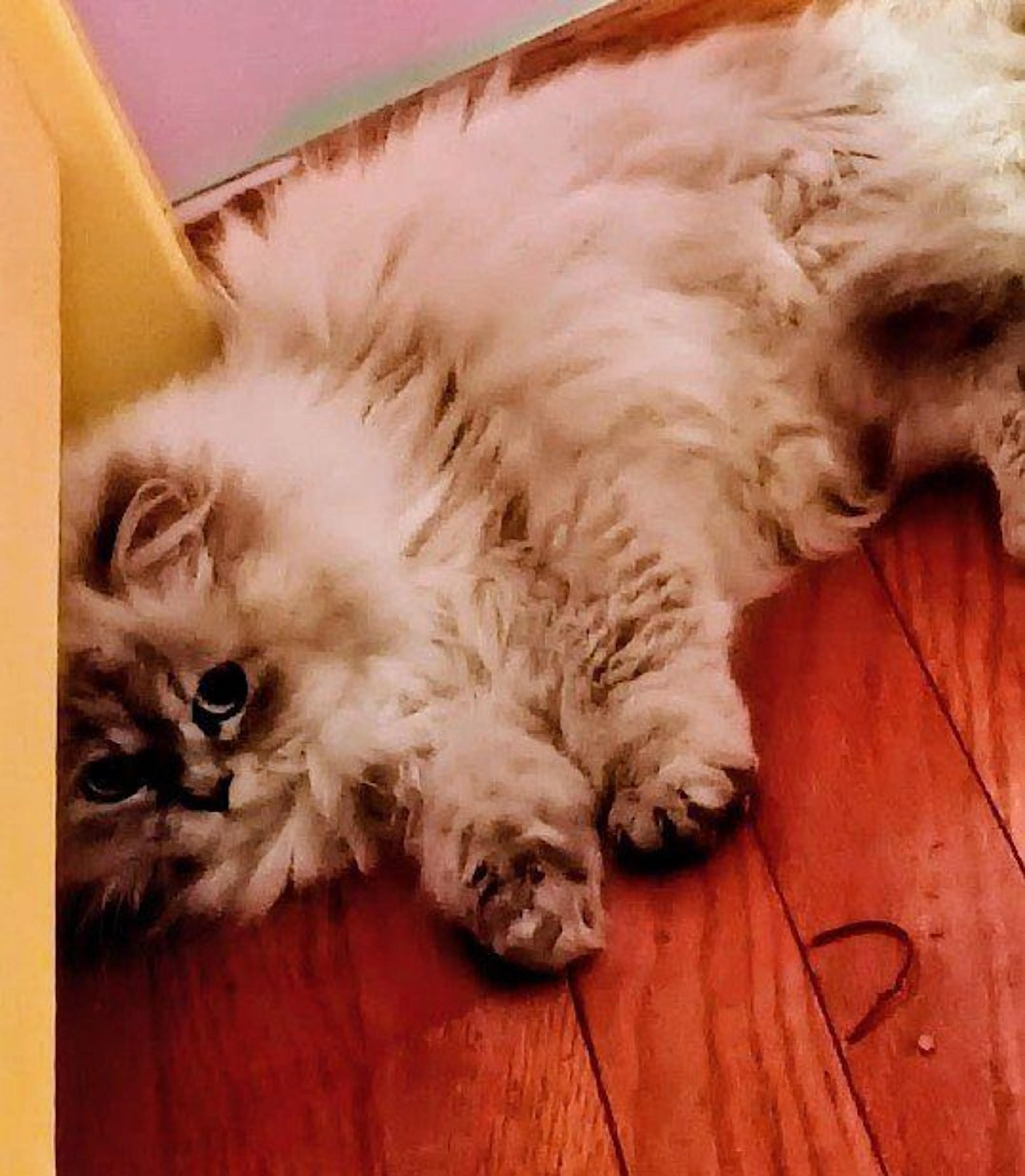 Lost pet-1