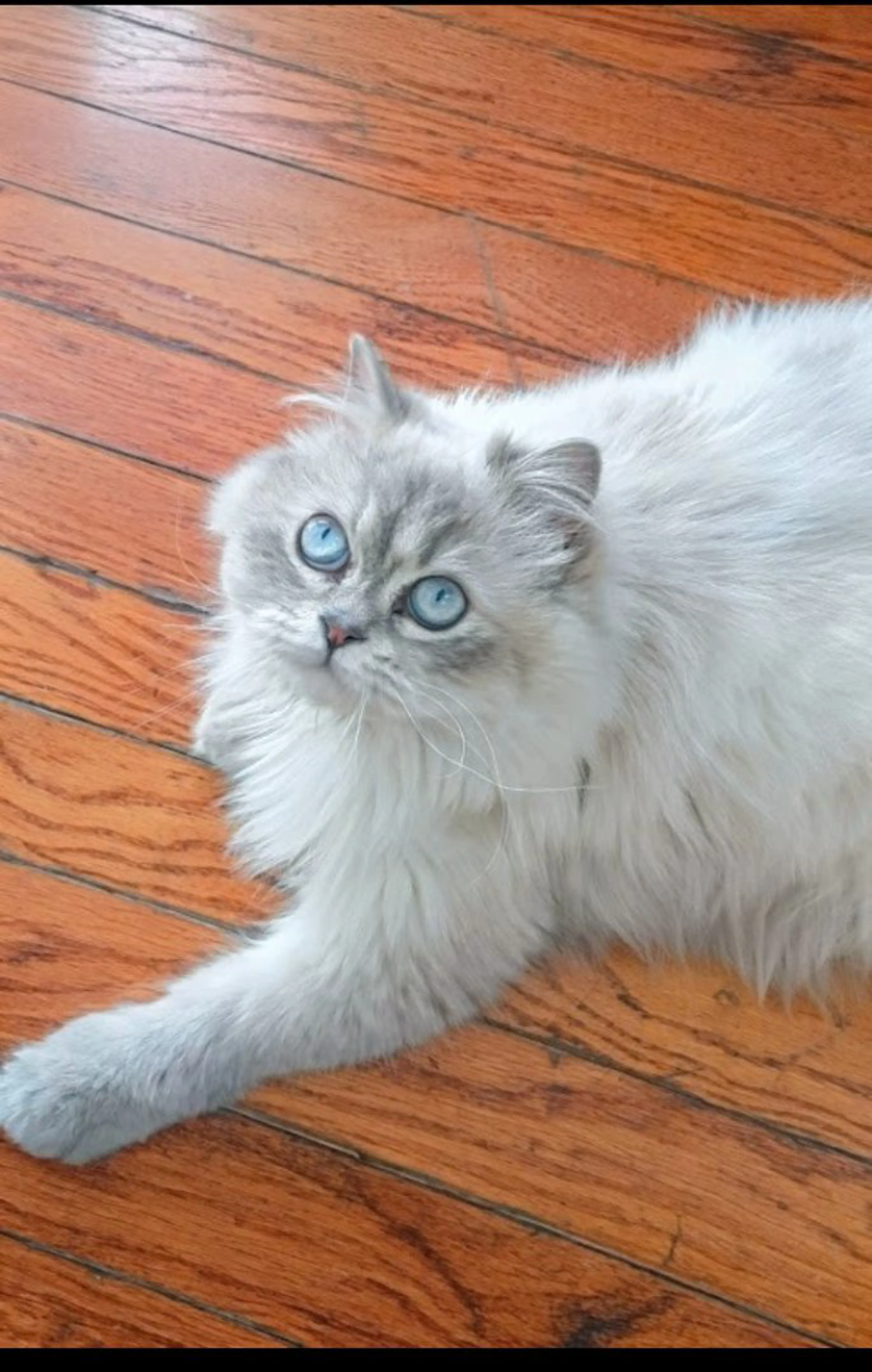 Lost pet-3