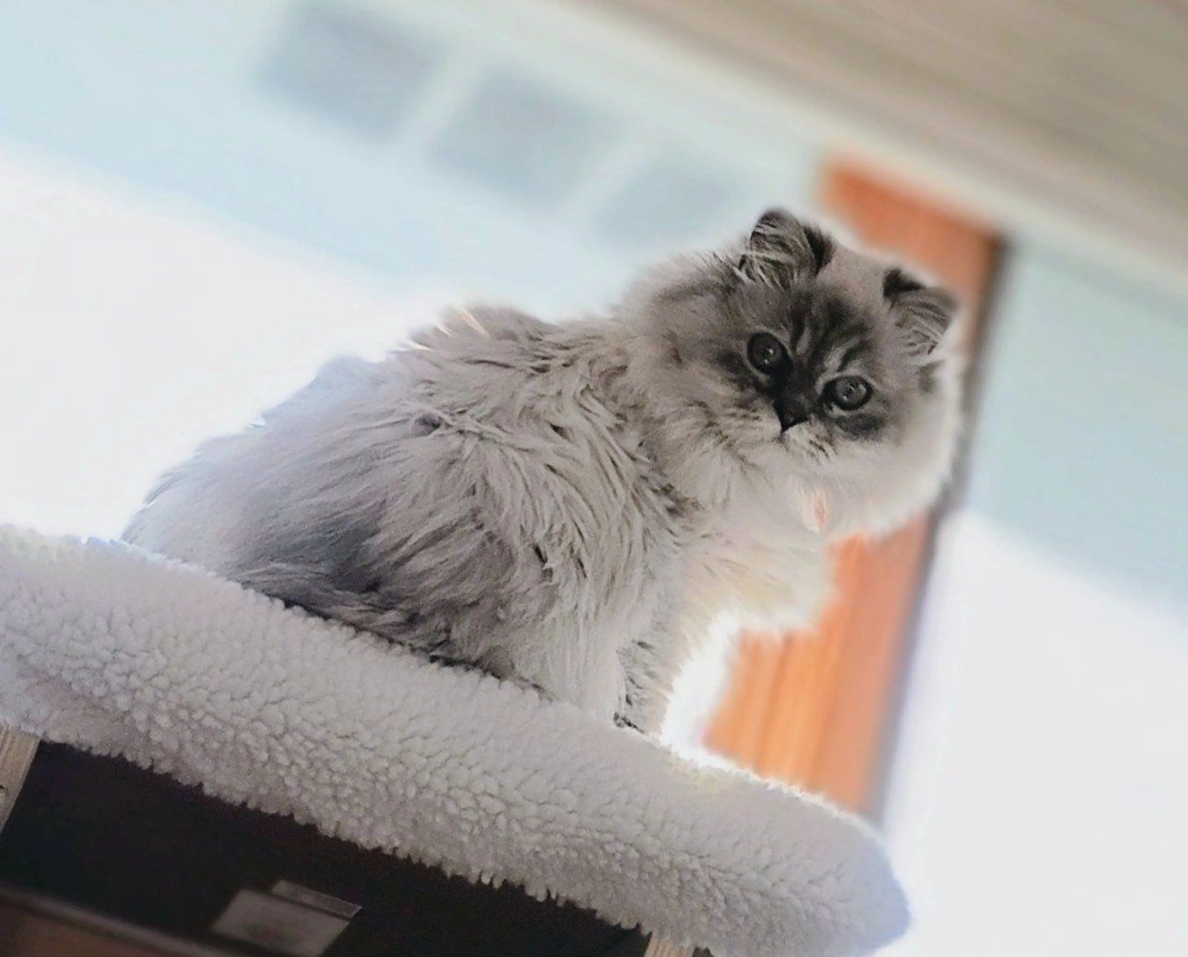 Lost pet-0