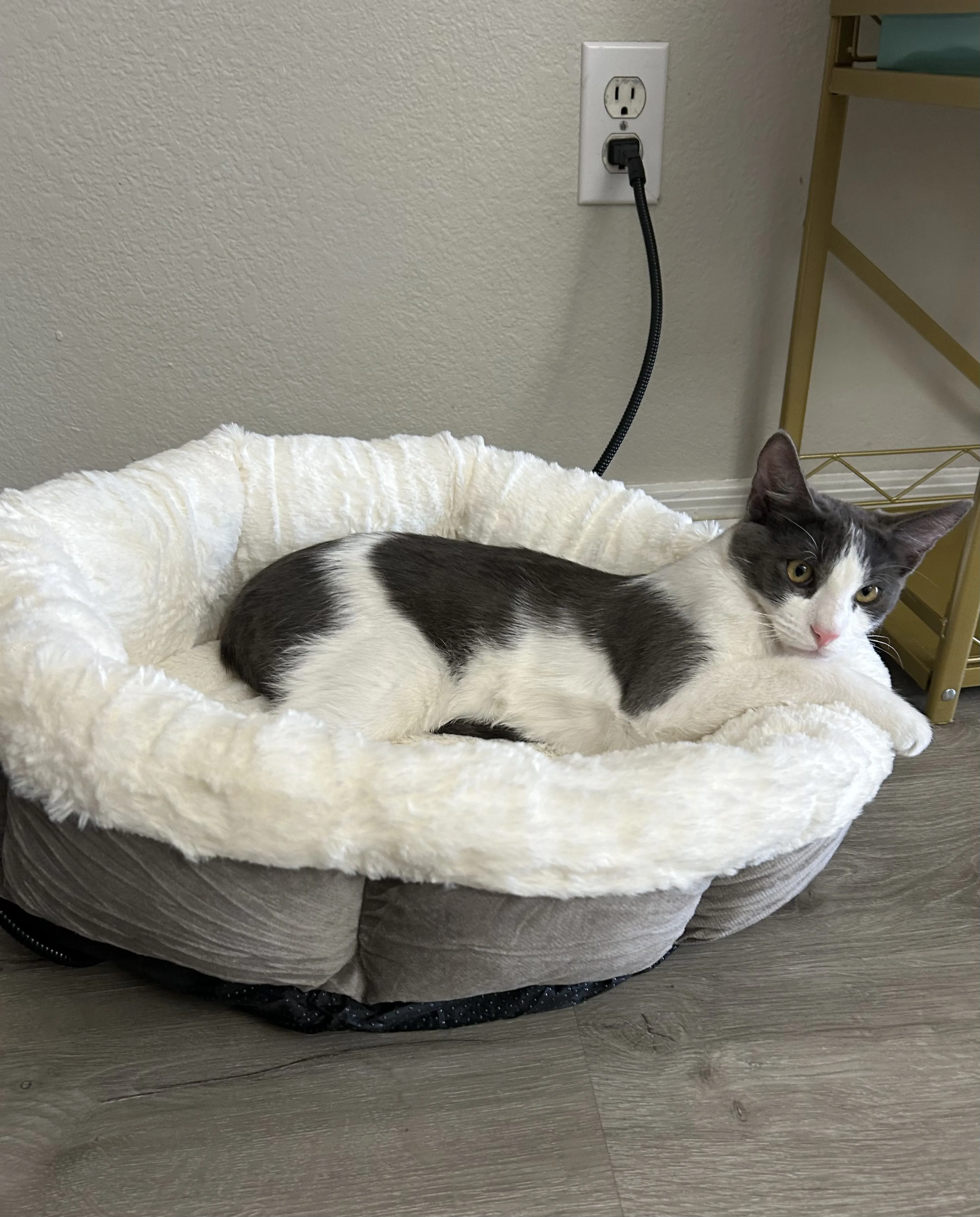 Lost pet-2