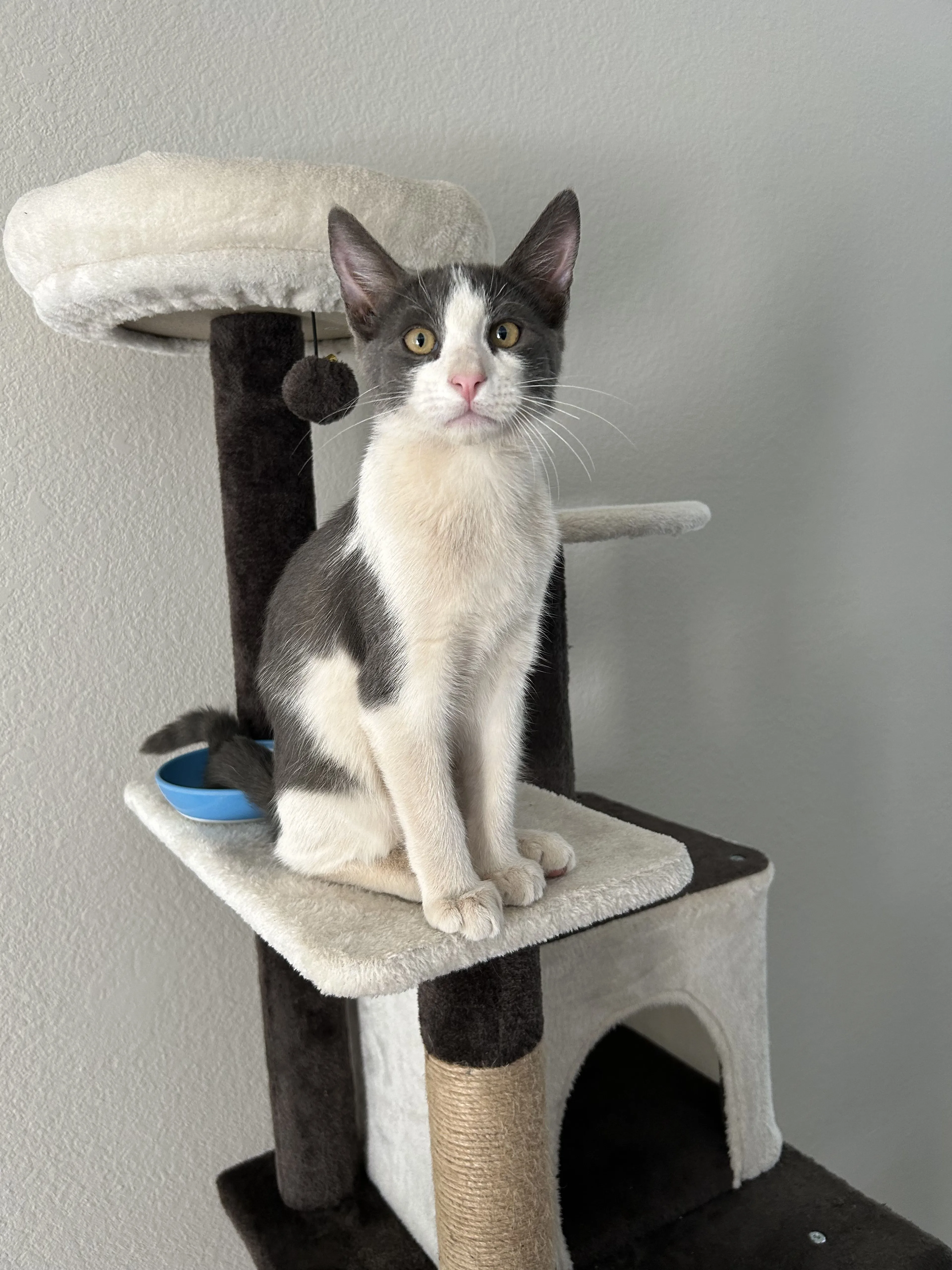 Lost pet-3