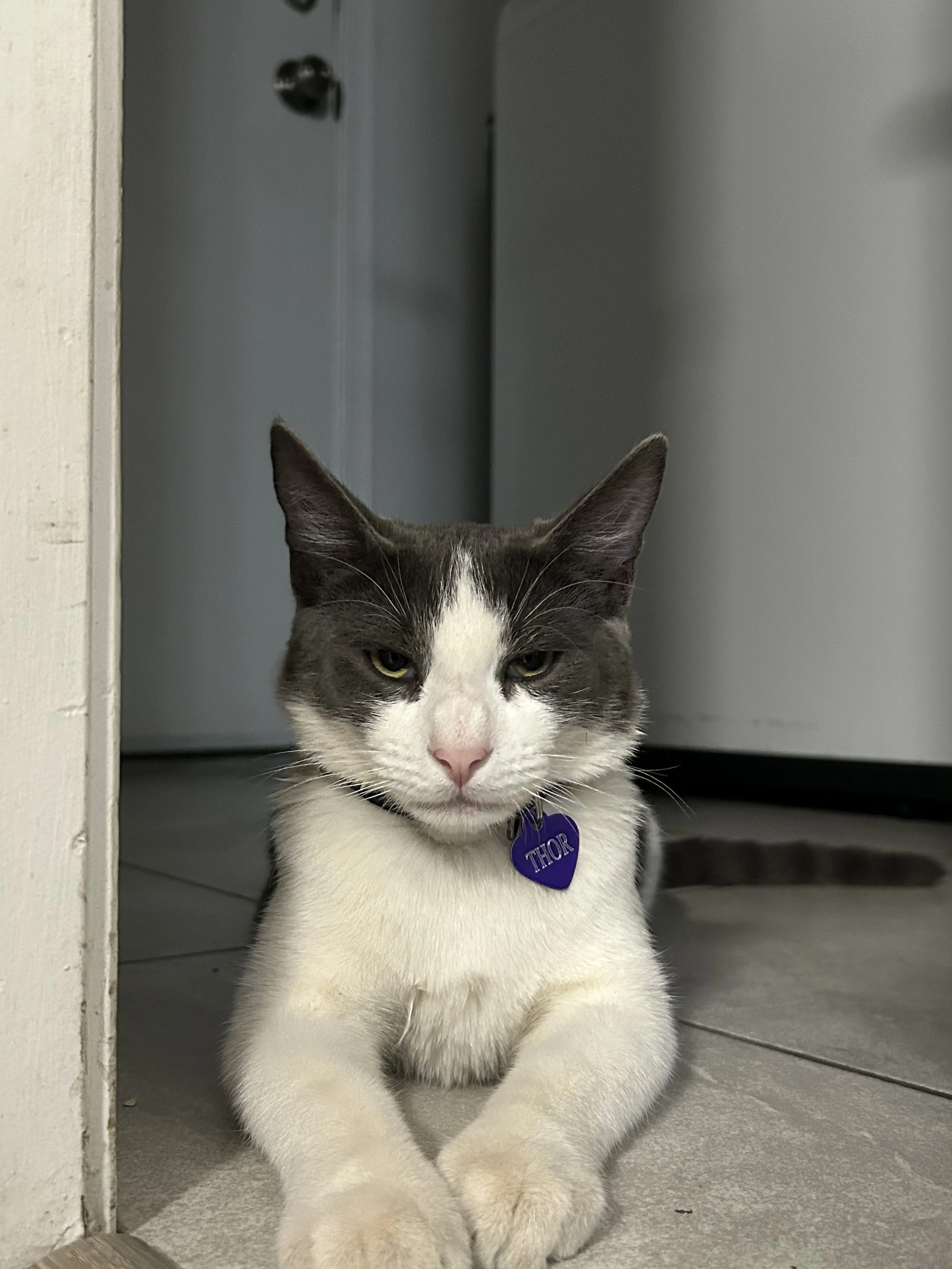 Lost pet-1