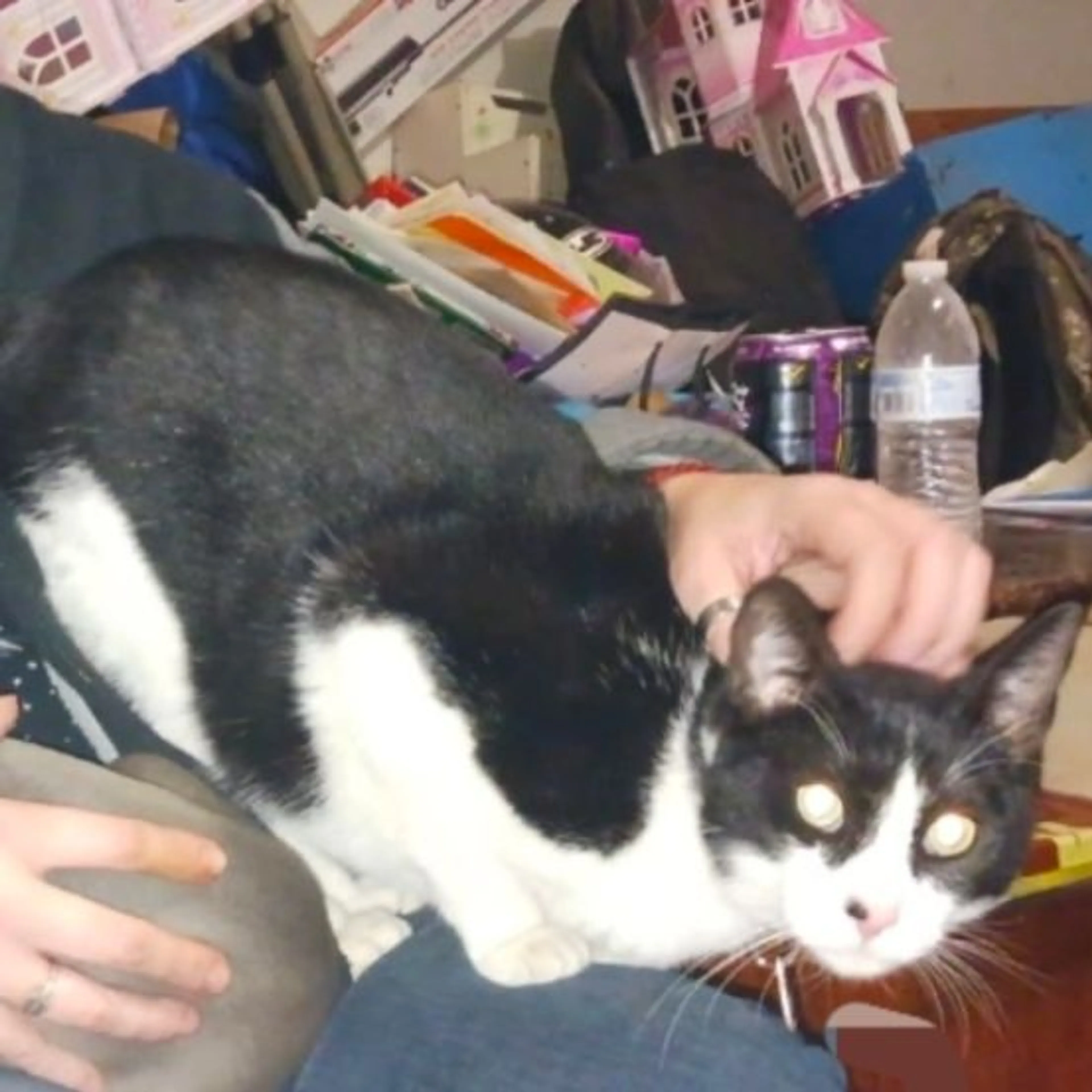Lost pet-0