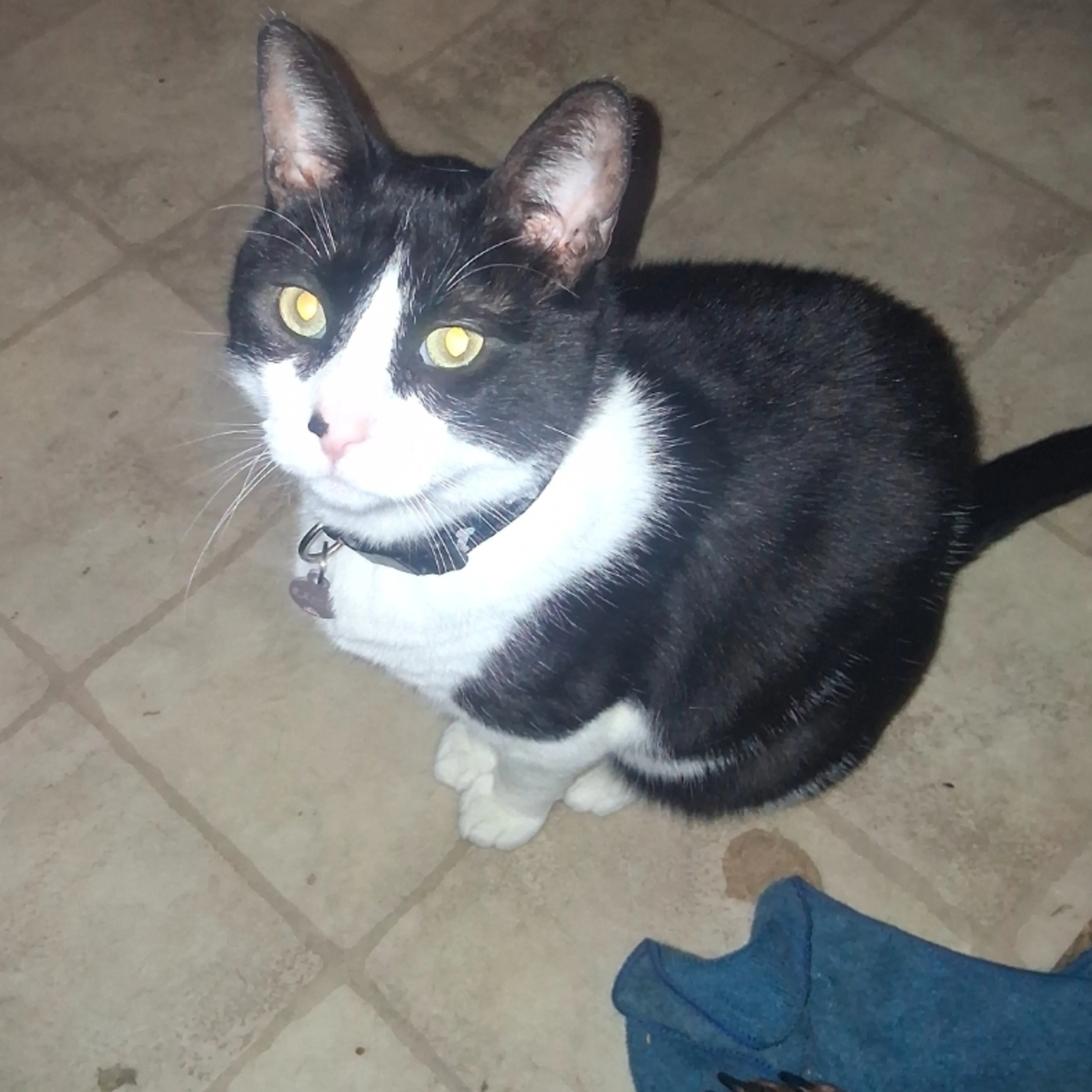 Lost pet-1