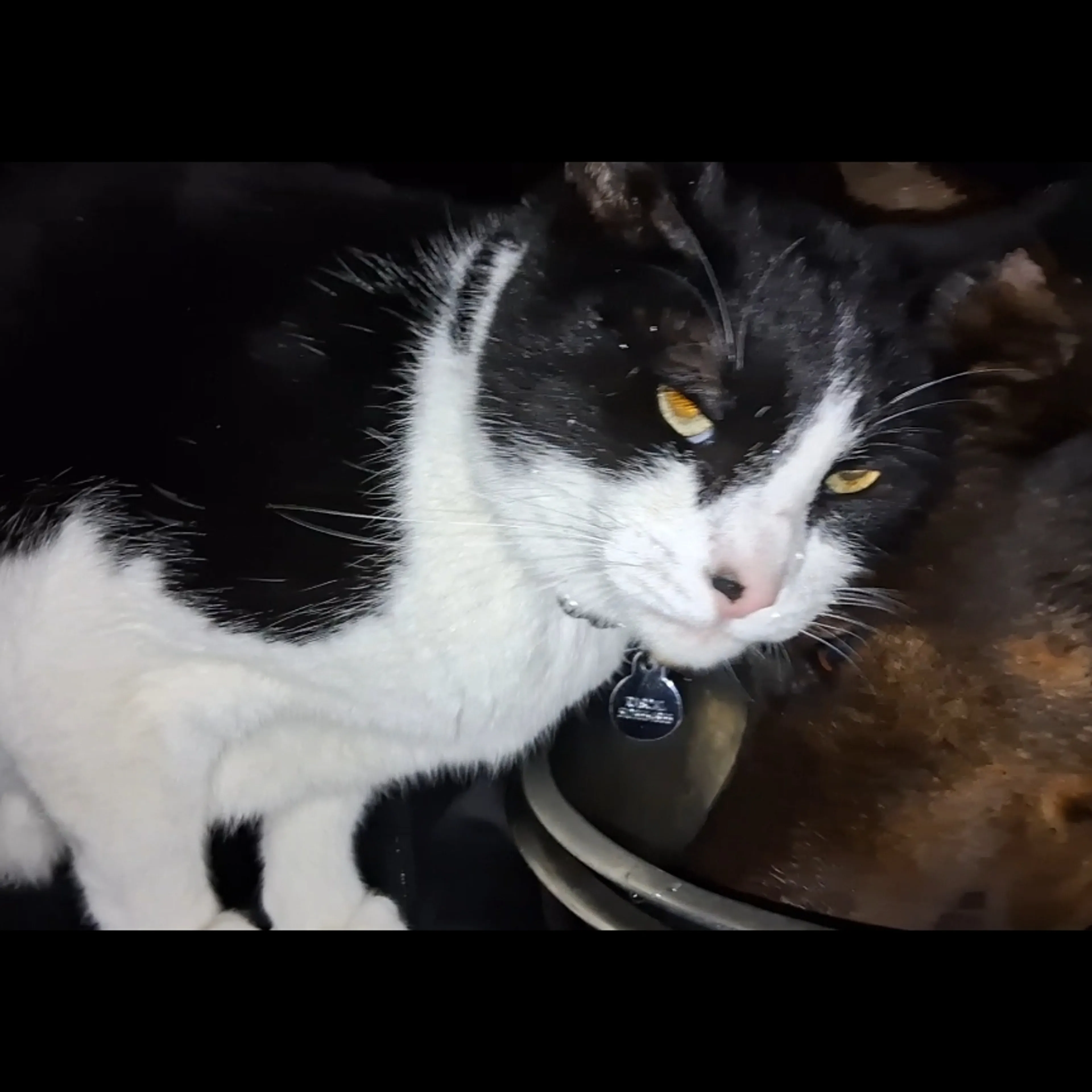 Lost pet-3