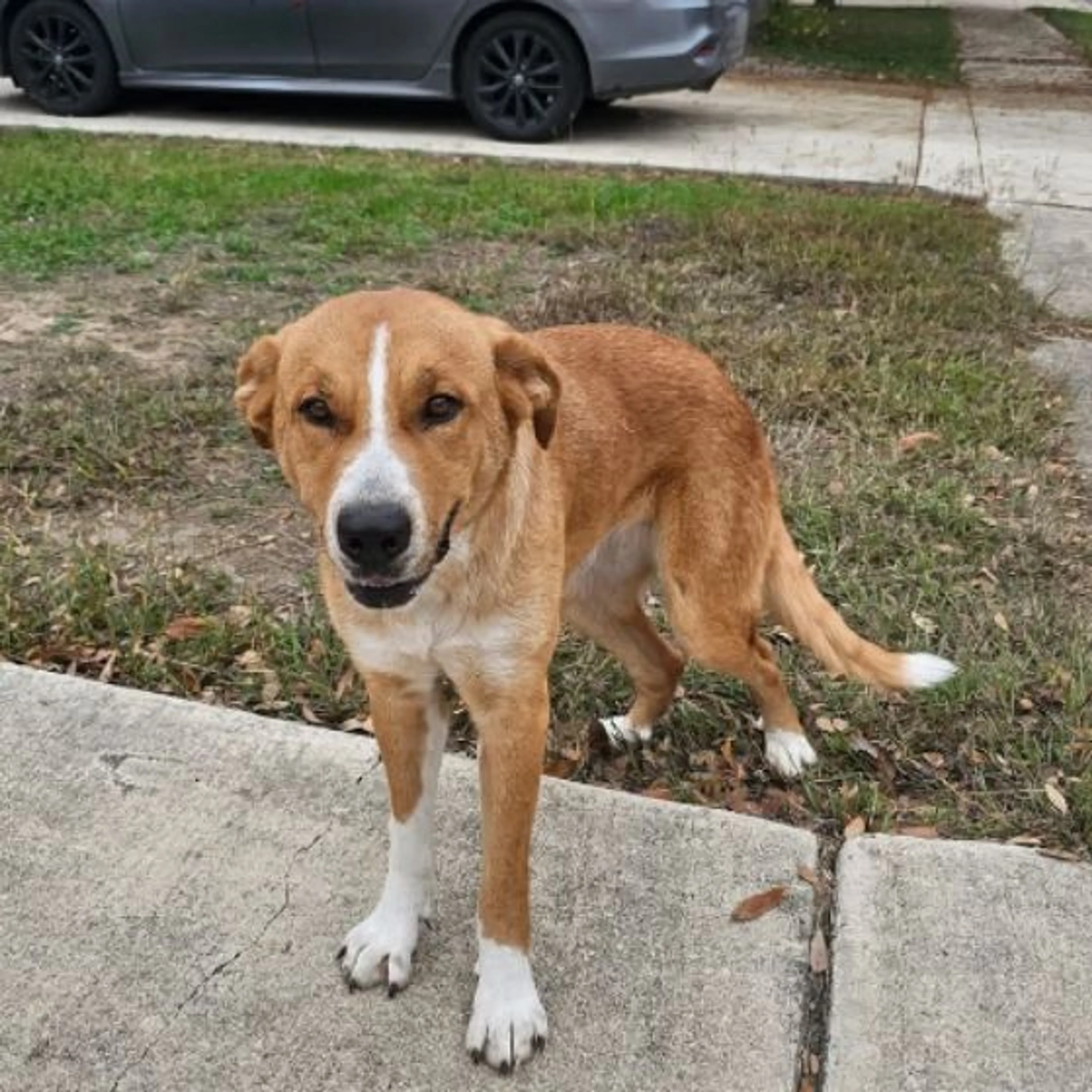 Found pet-0