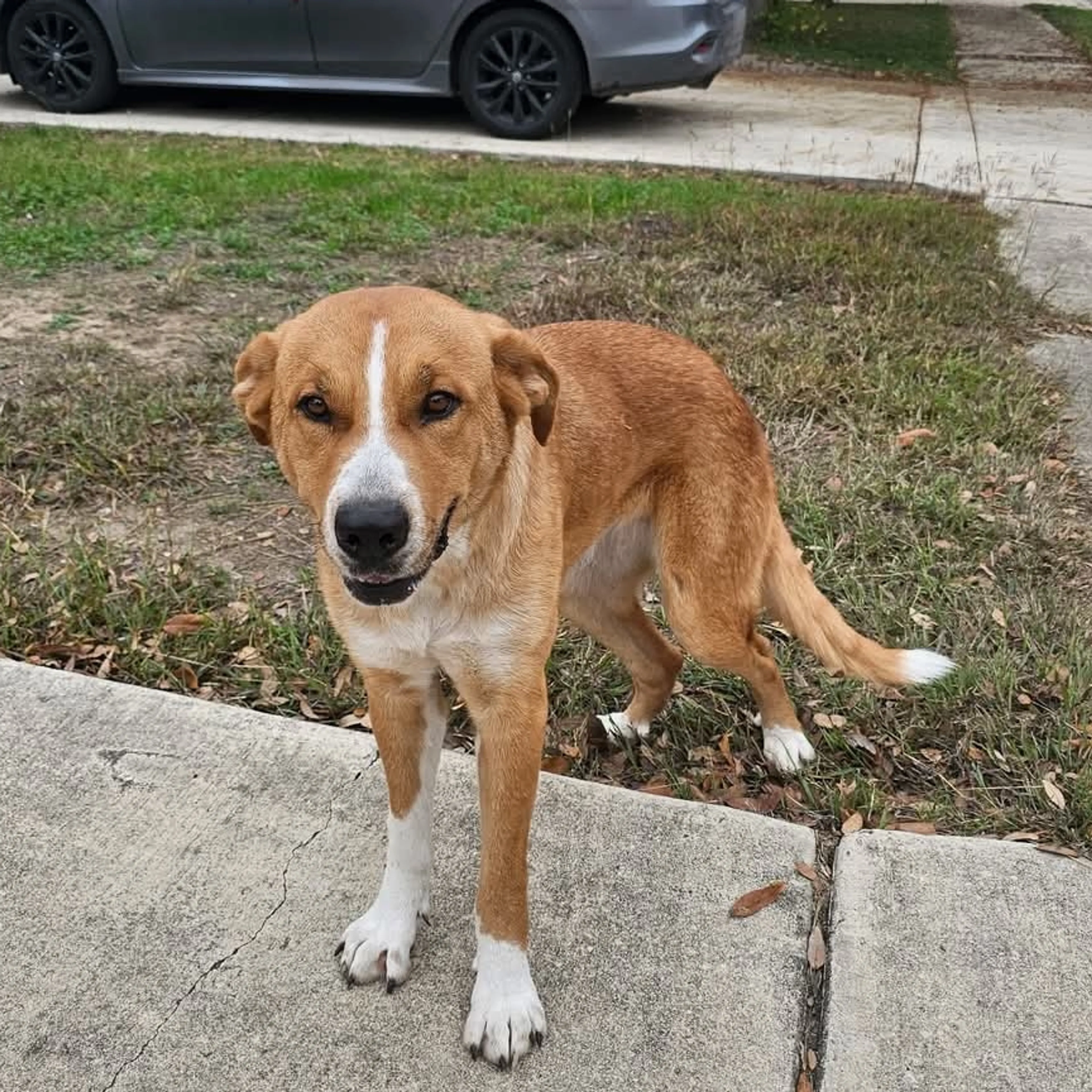 Found pet-1