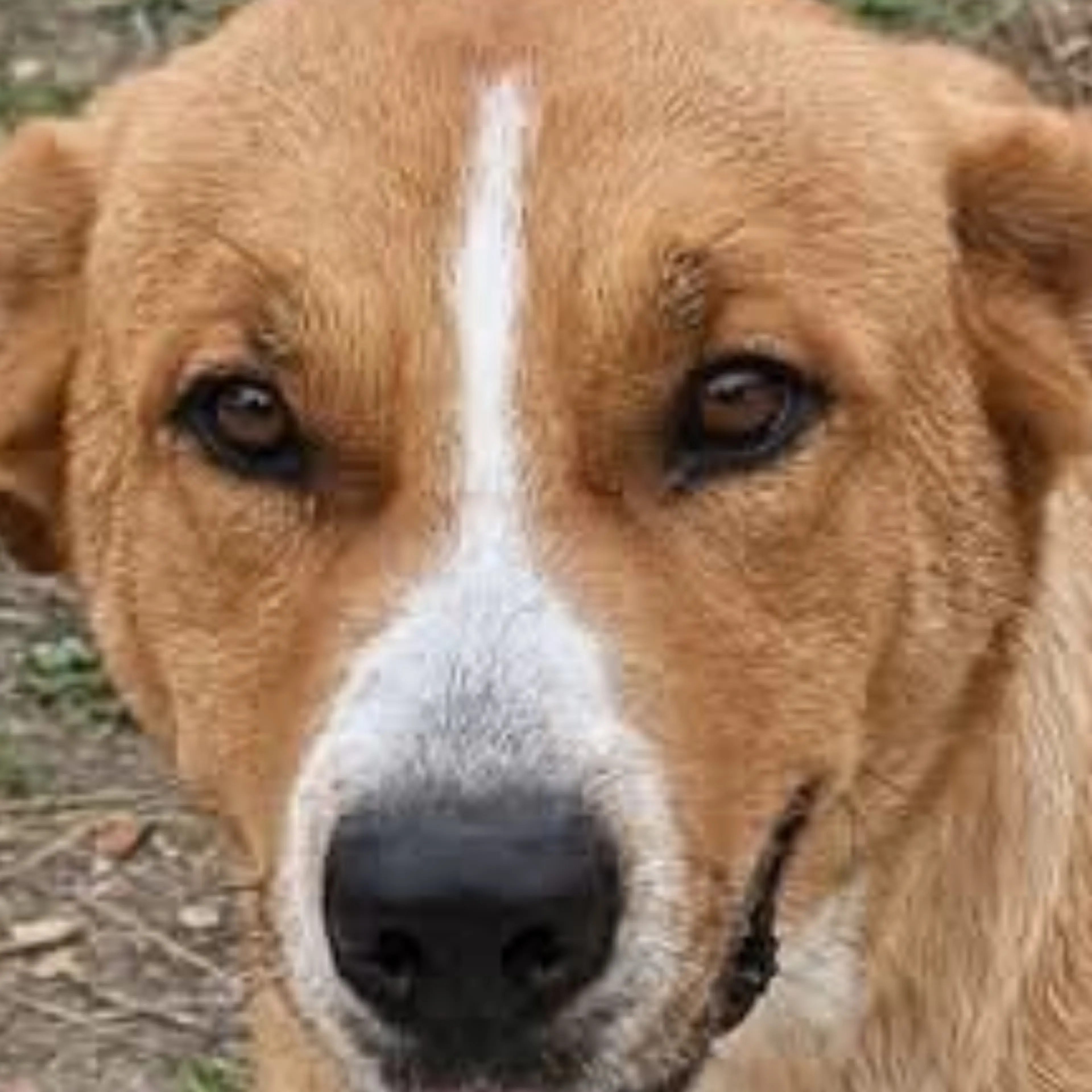 Found pet-2