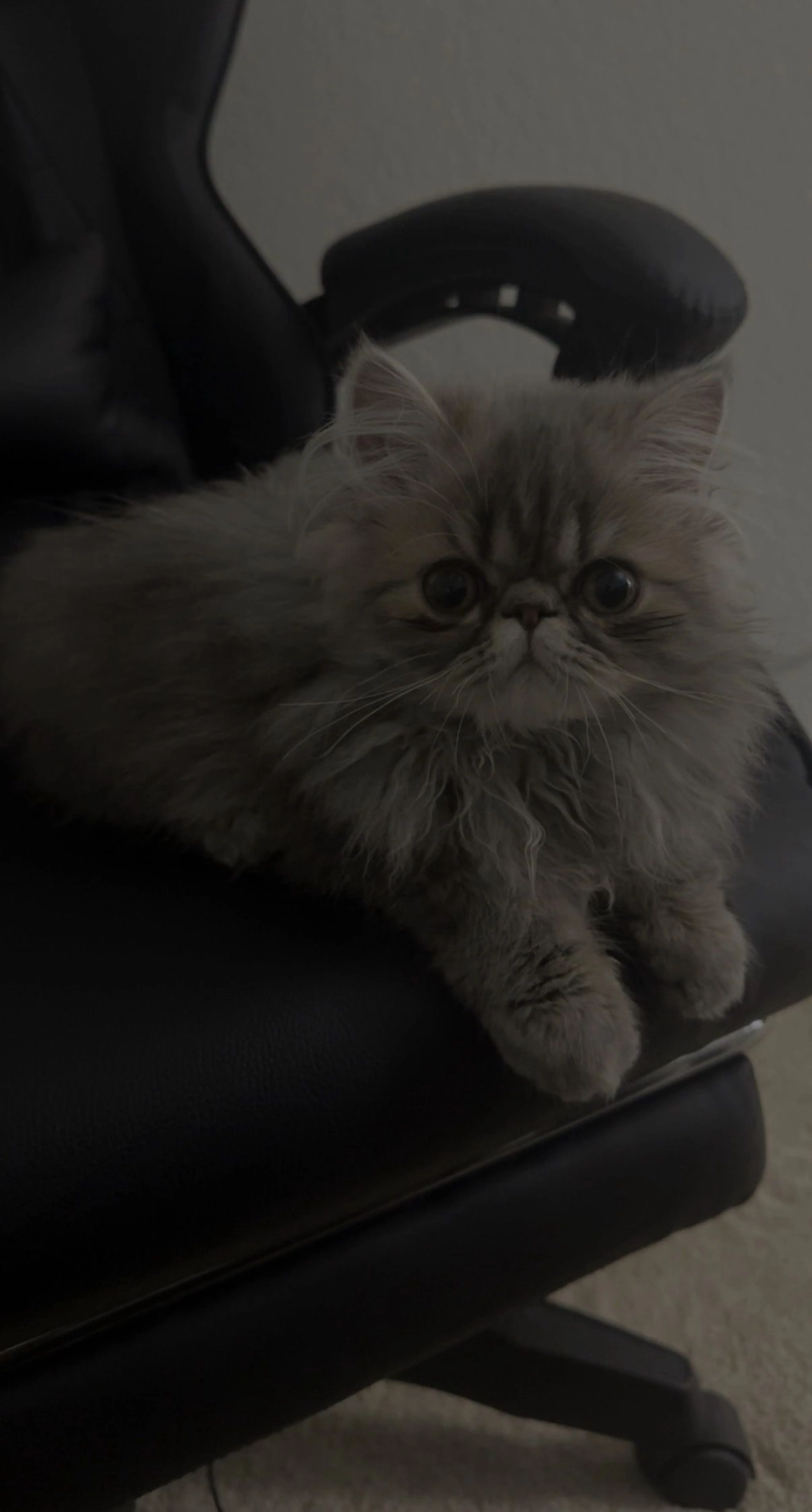 Lost pet