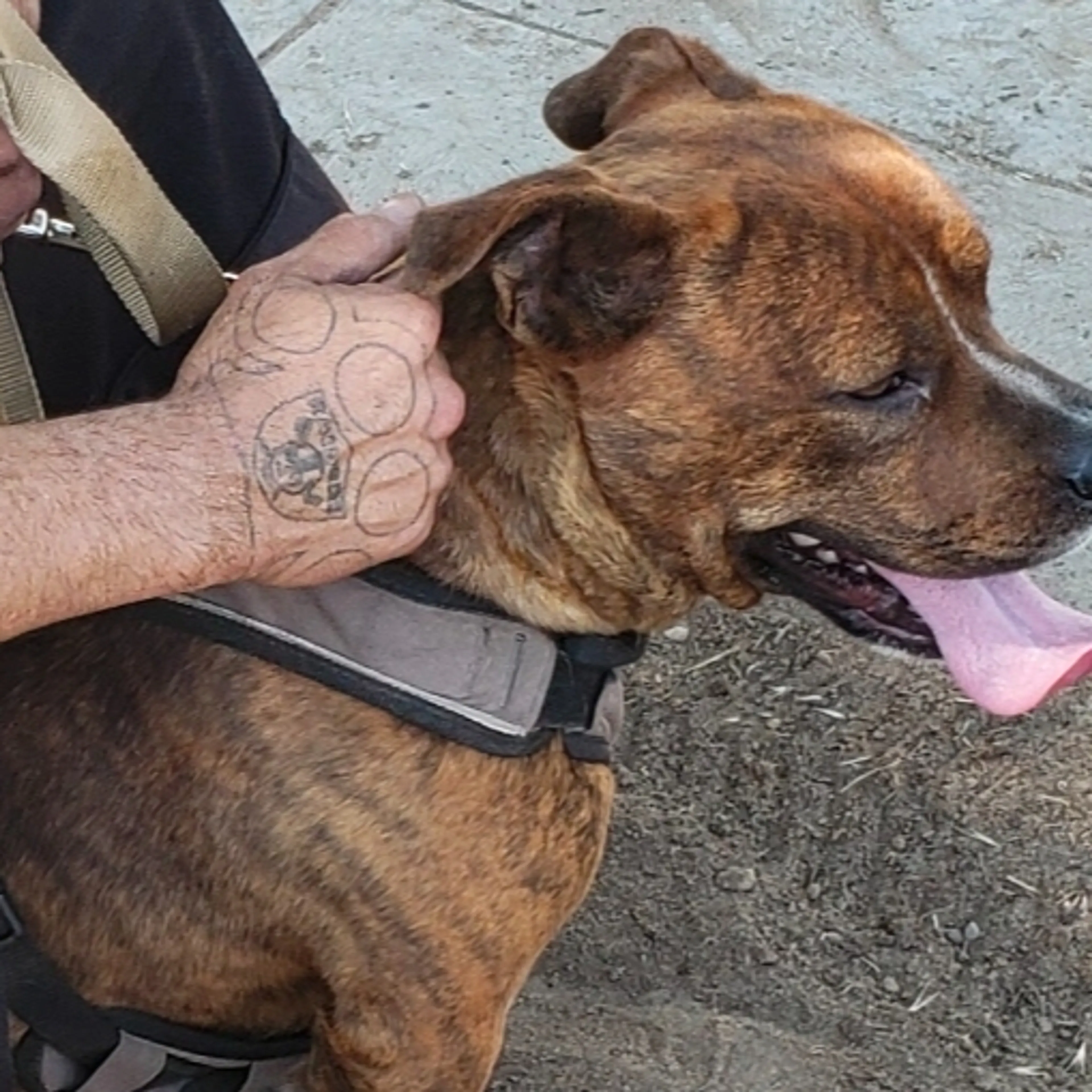 Lost pet-1
