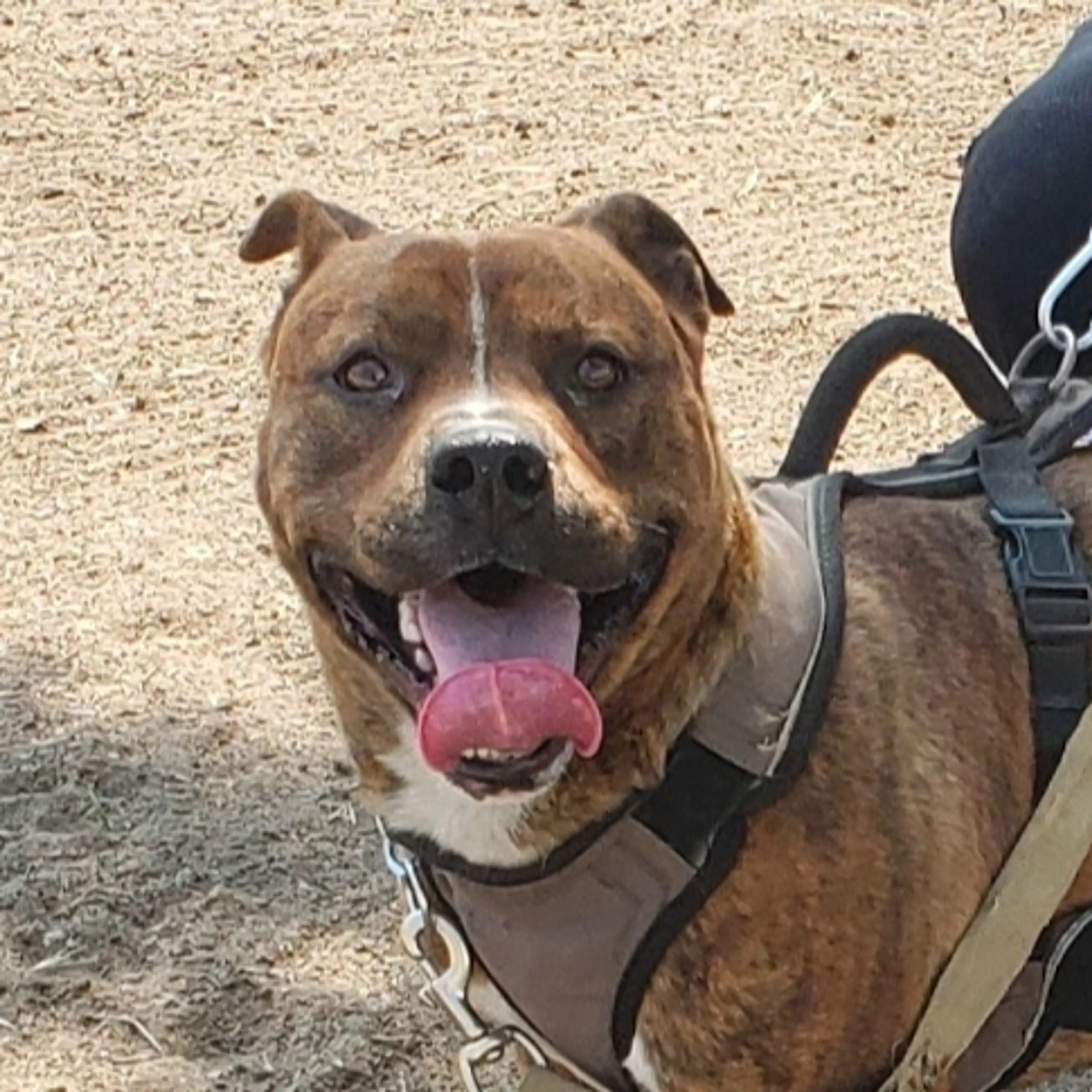 Lost pet-2