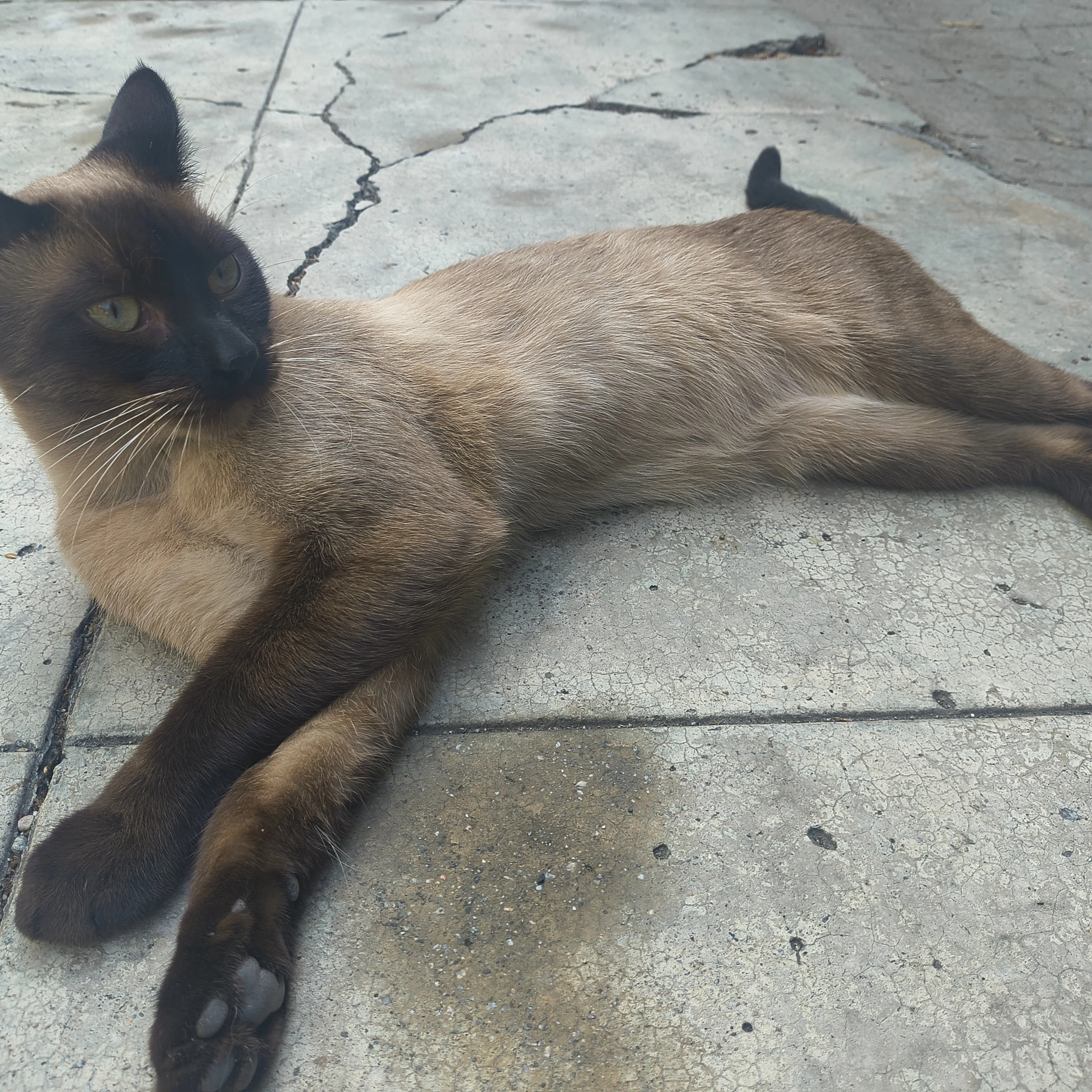 Lost pet-1