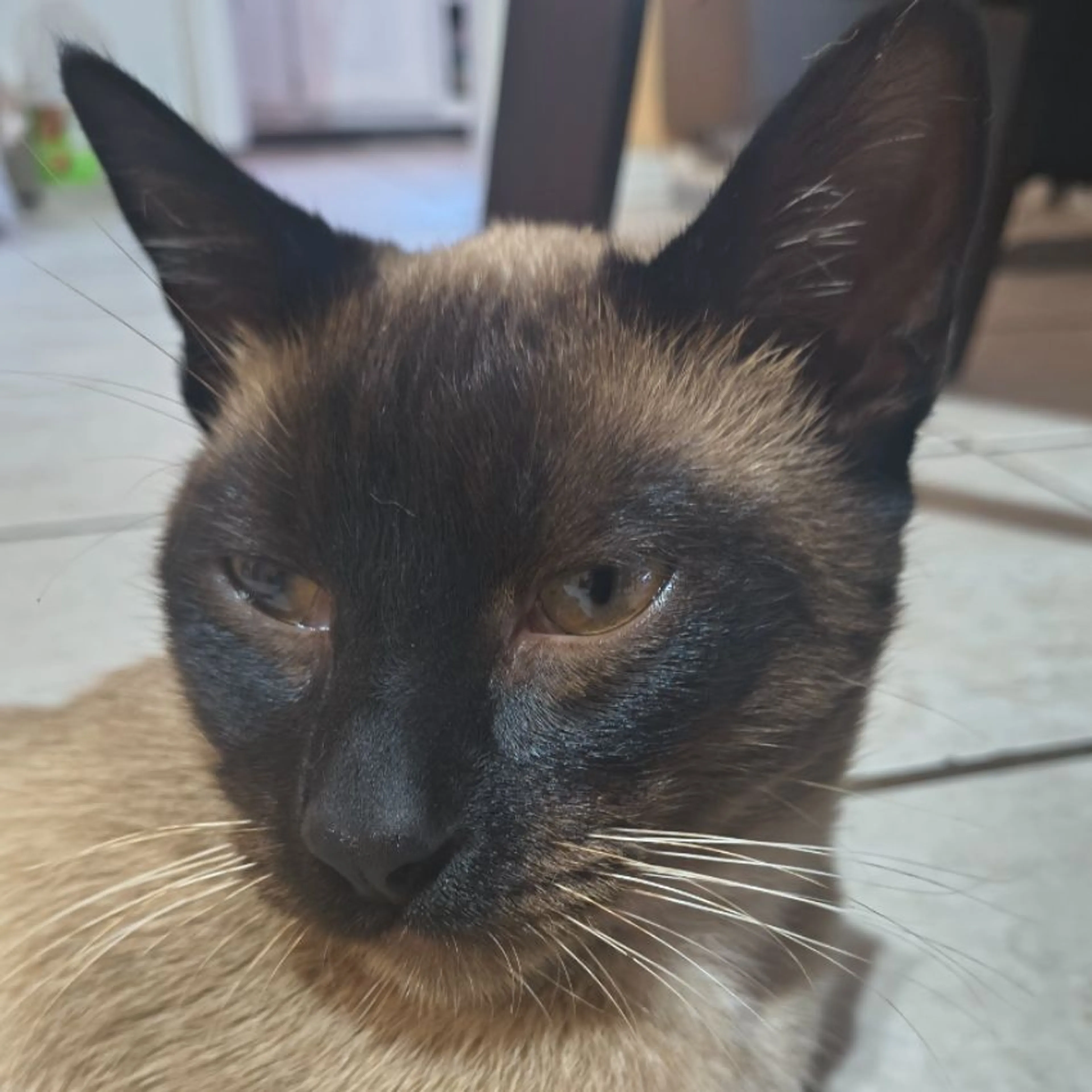 Lost pet-0