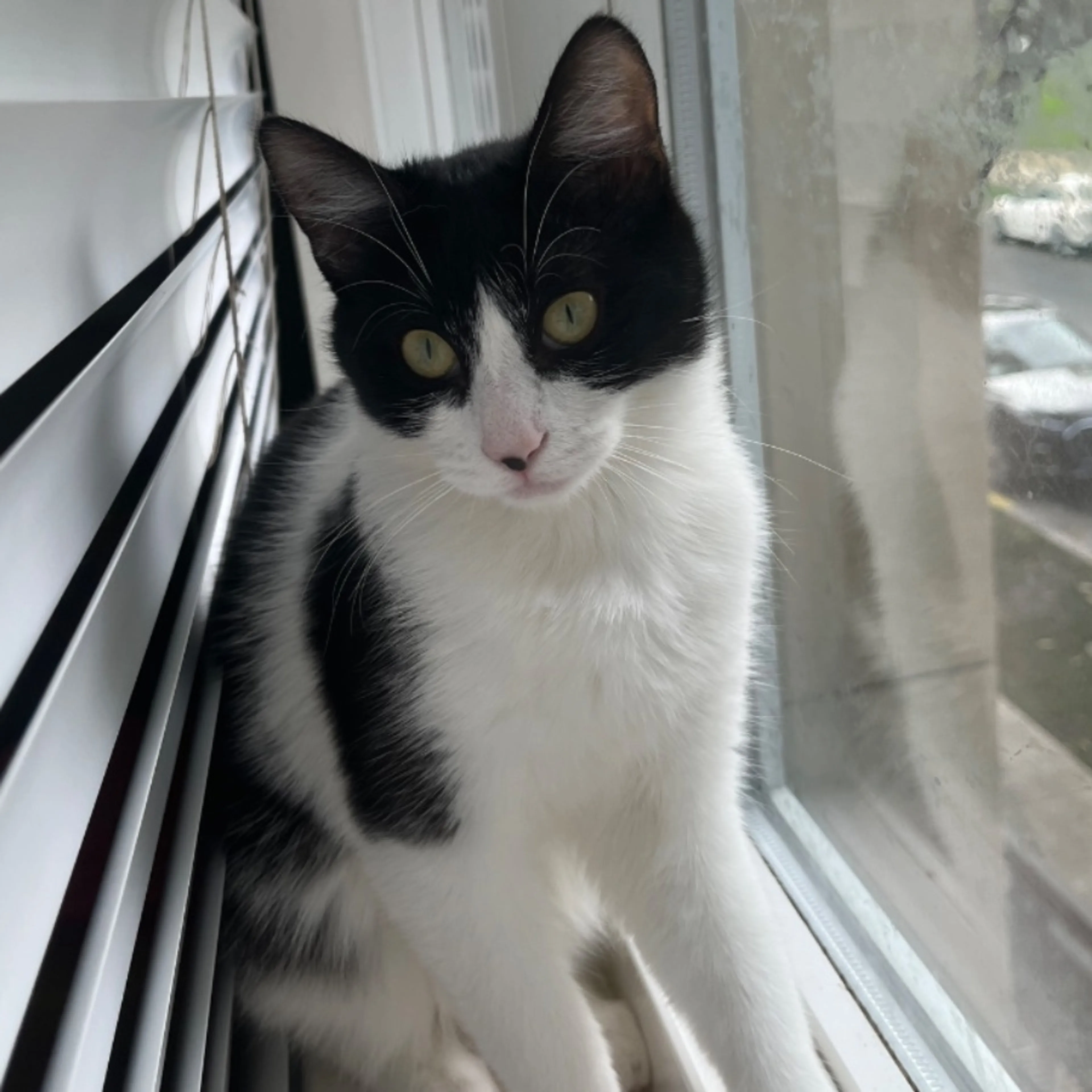 Lost pet