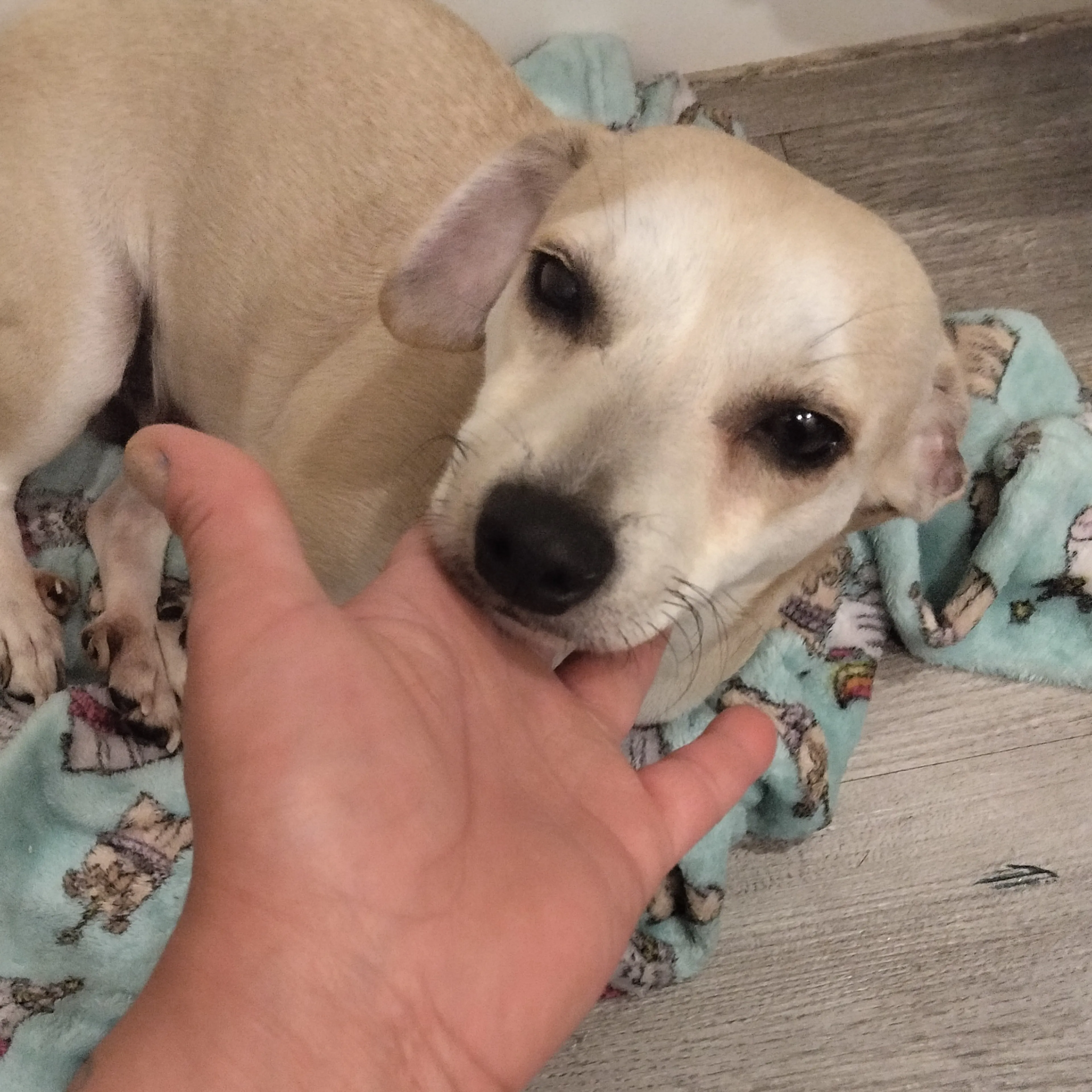 Found pet-2