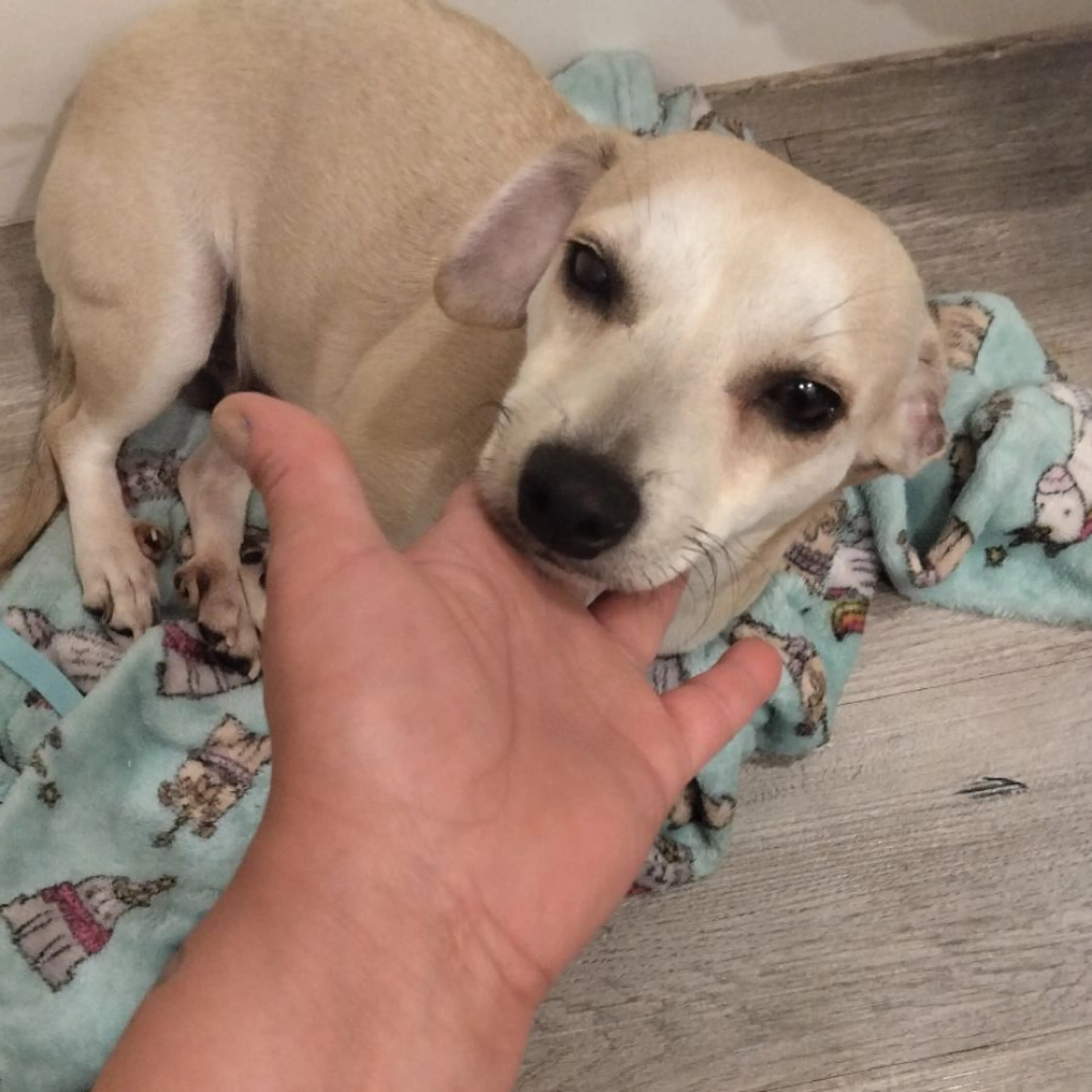 Found pet-0