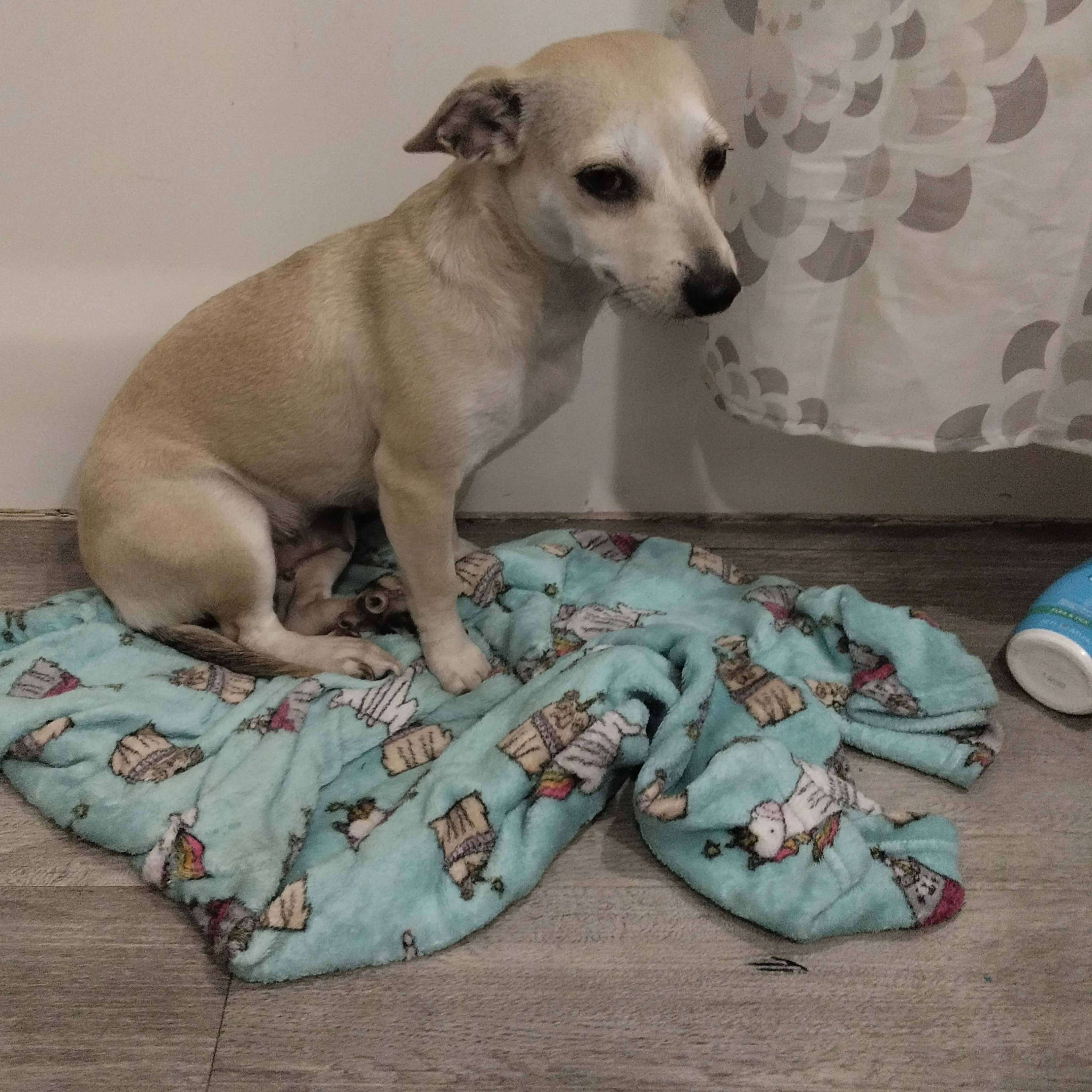 Found pet-1
