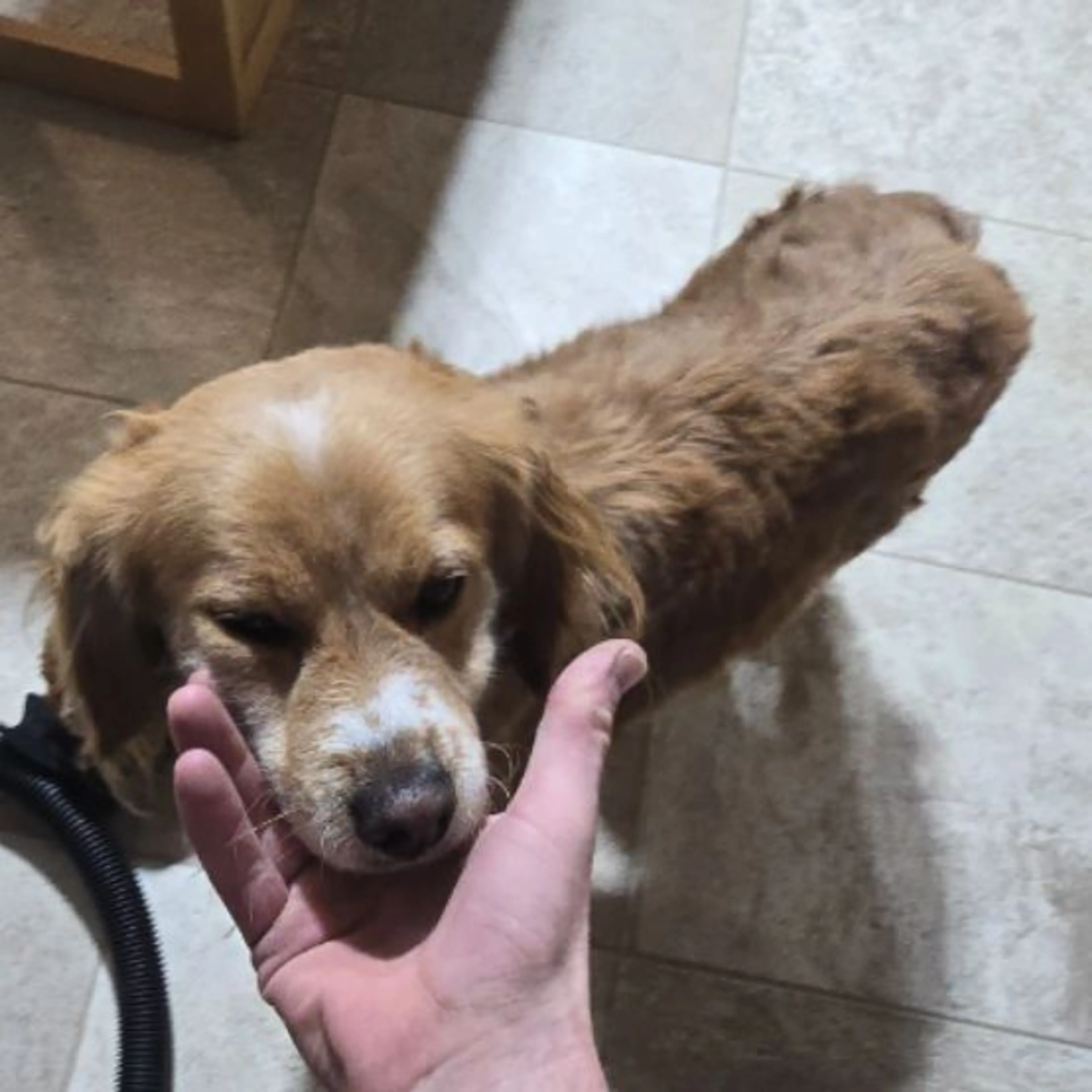 Found pet