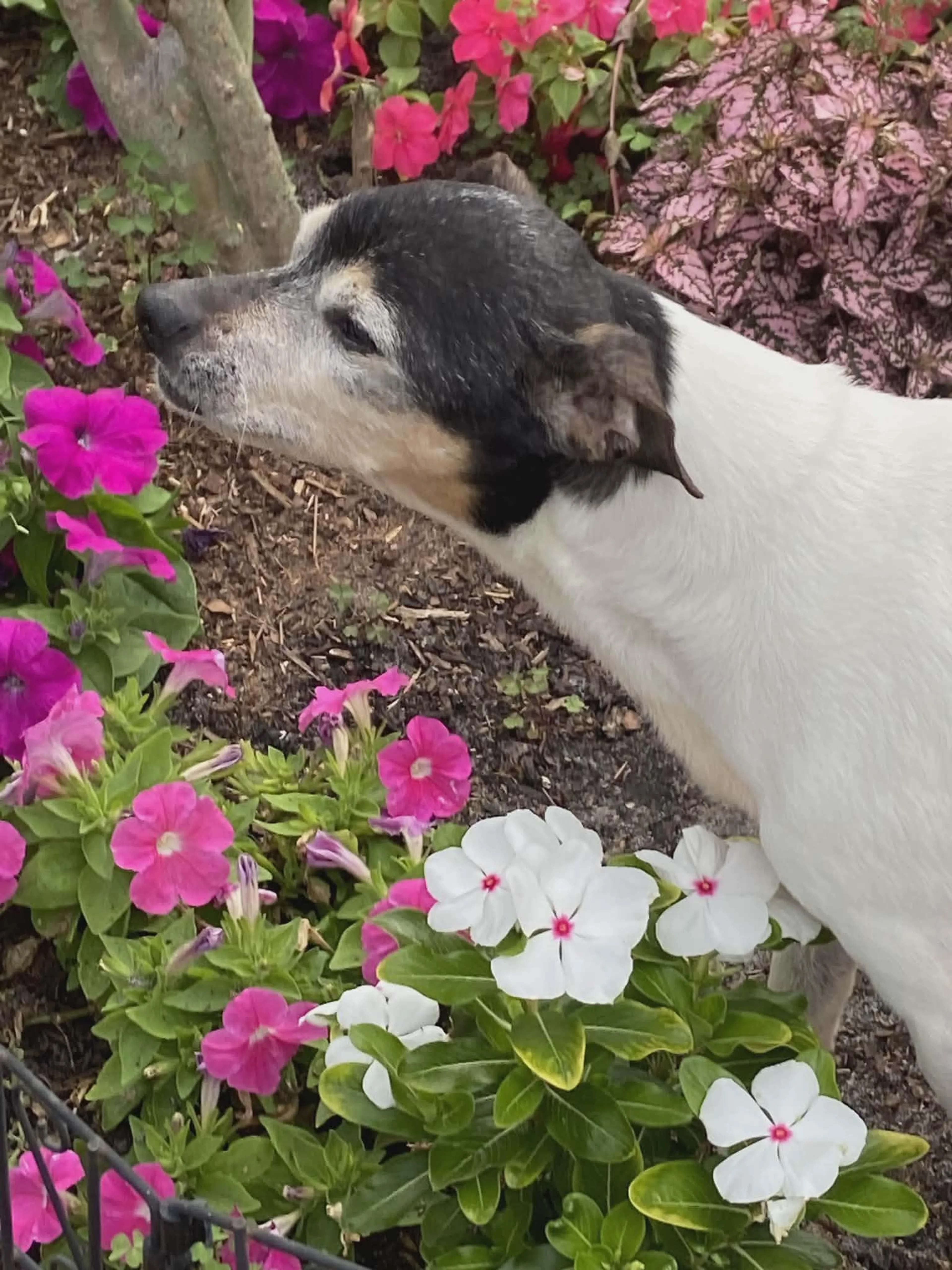 Found pet-2