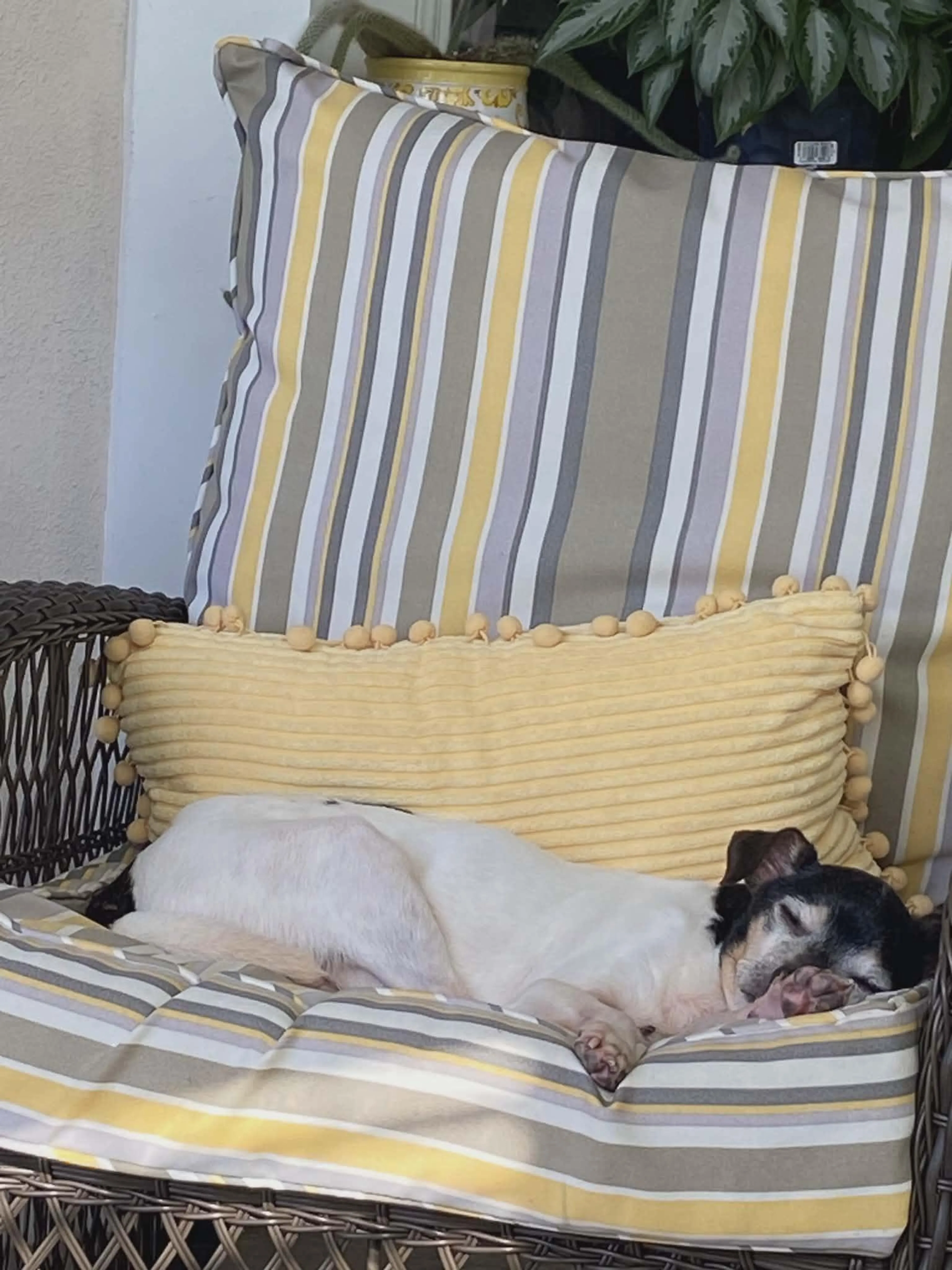 Found pet-1