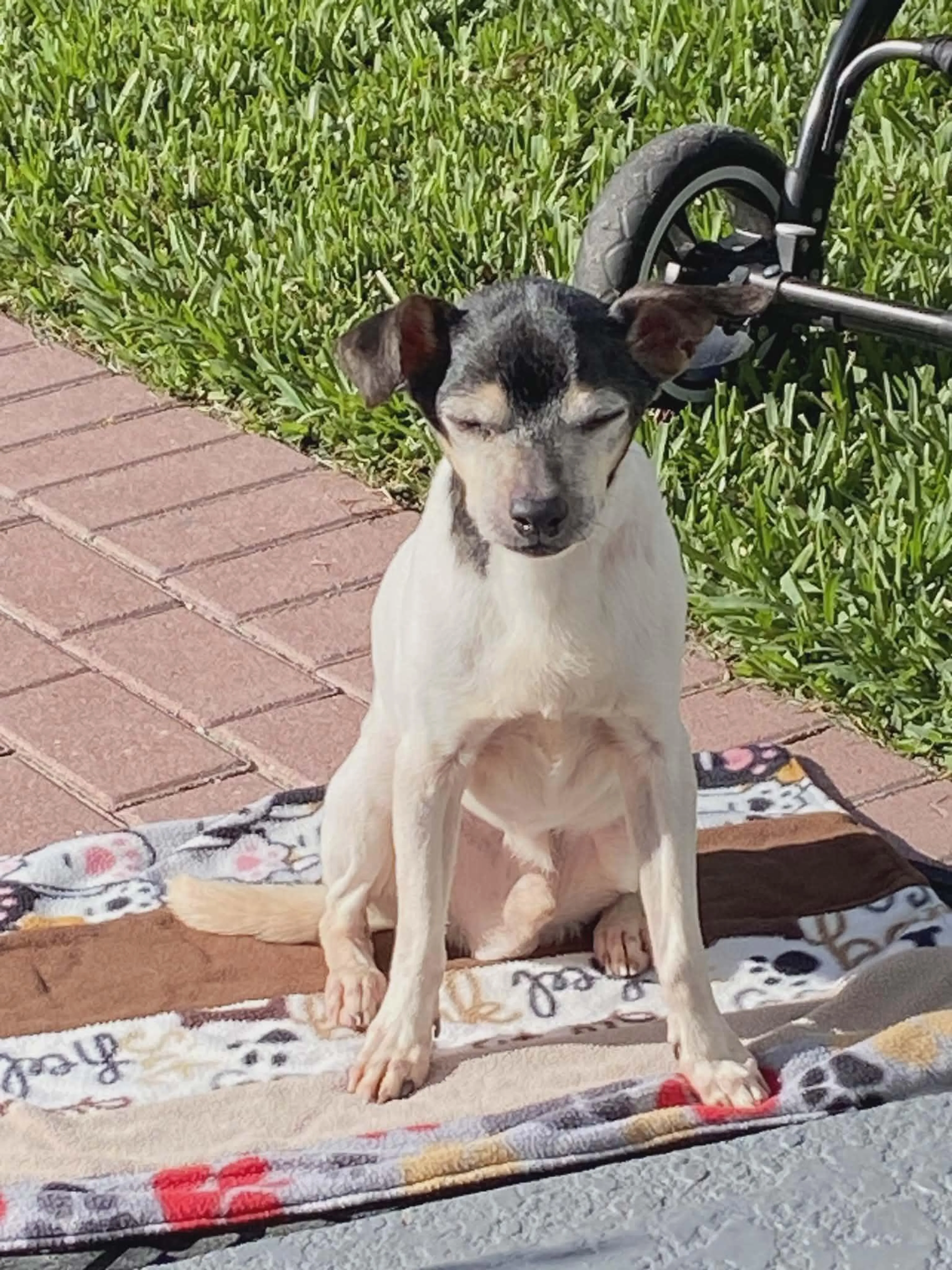 Found pet-0