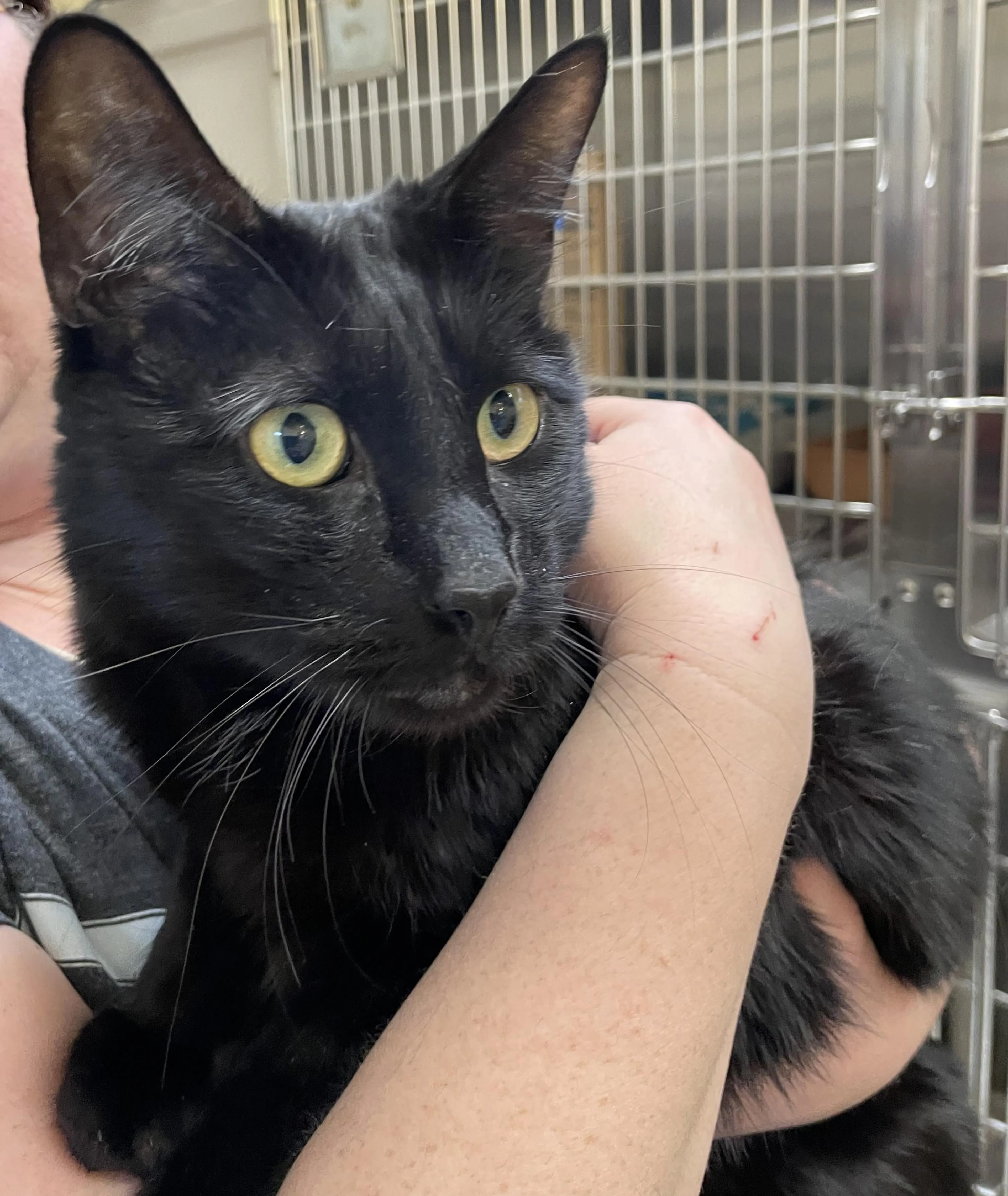 Found pet-2