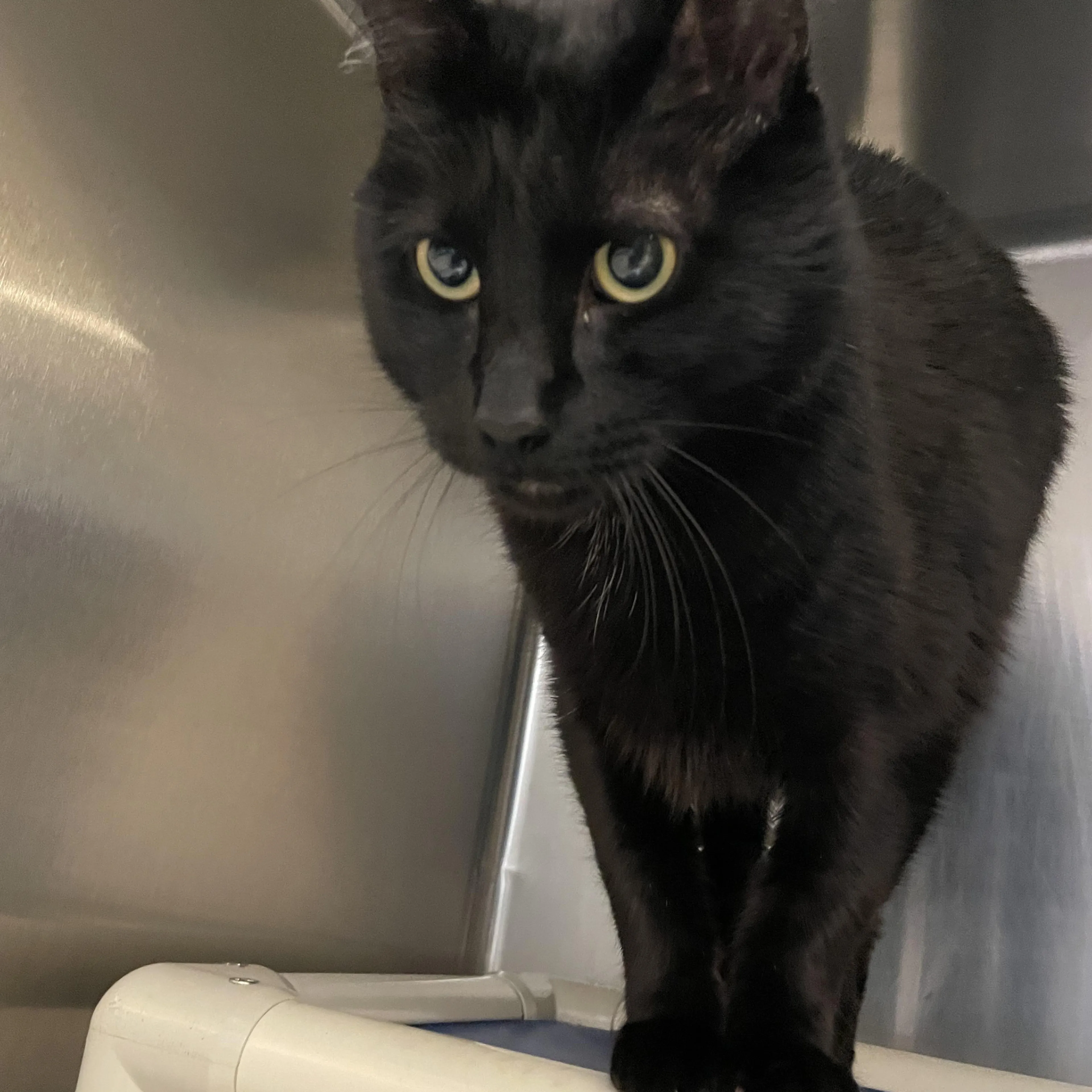 Found pet-1