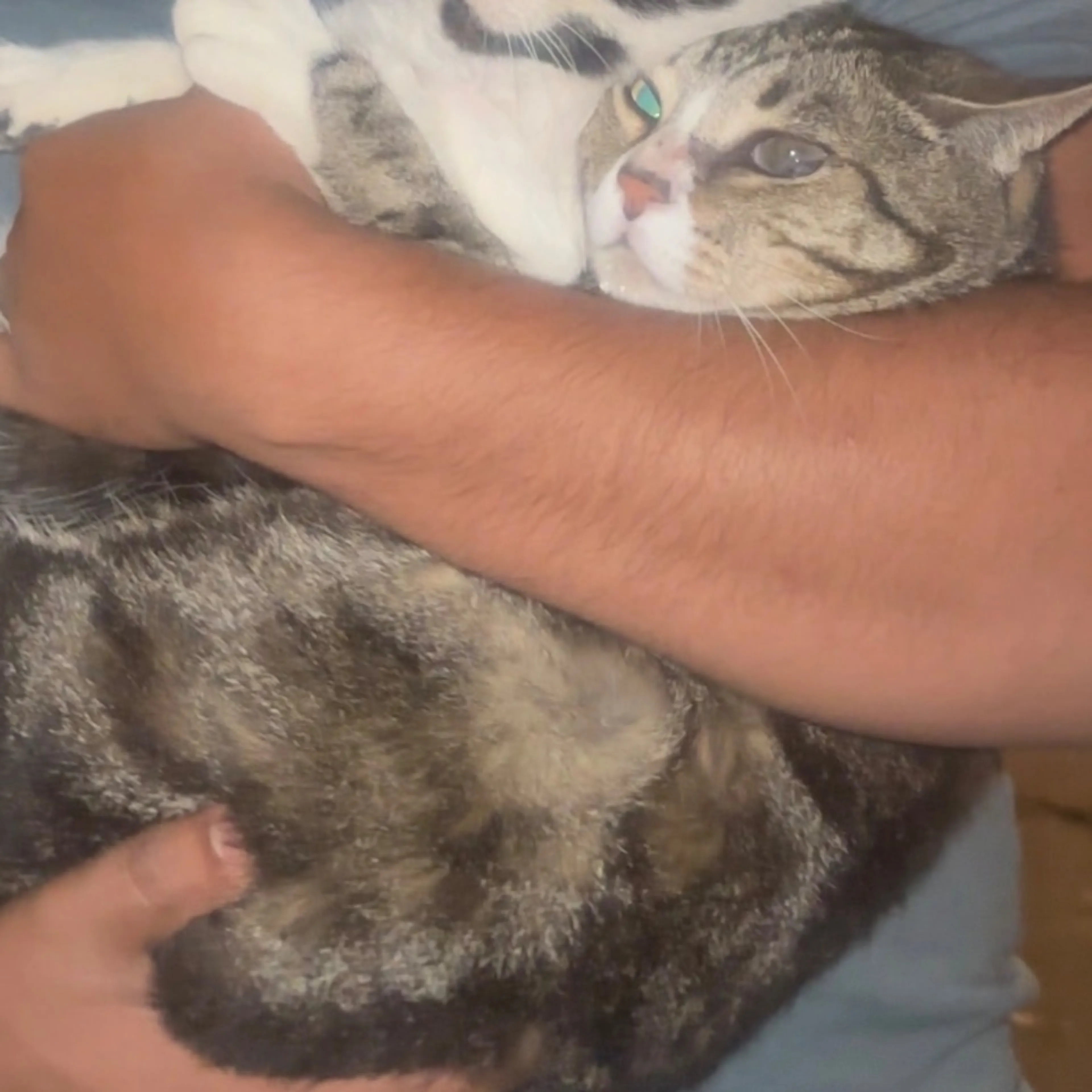 Lost pet
