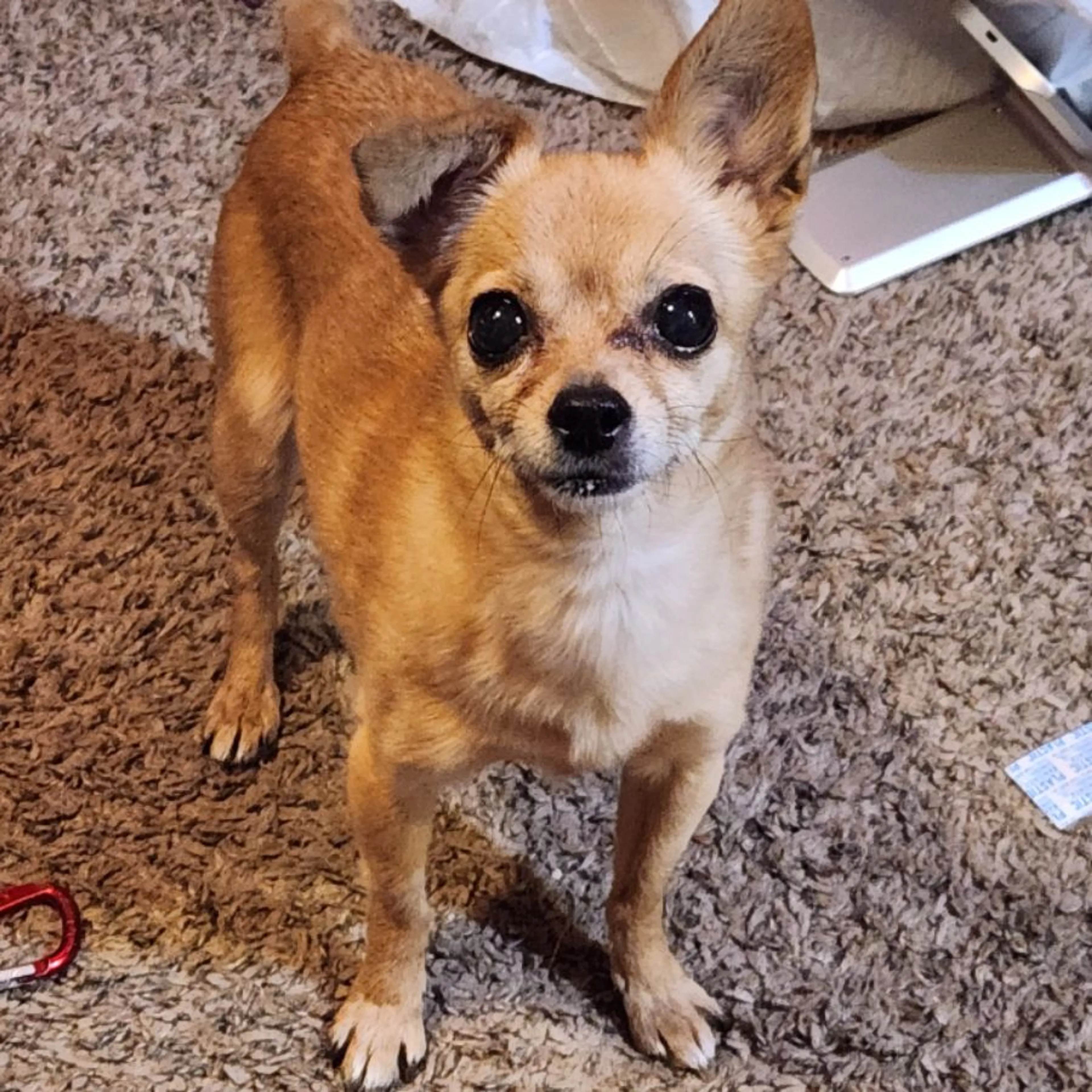 Lost pet