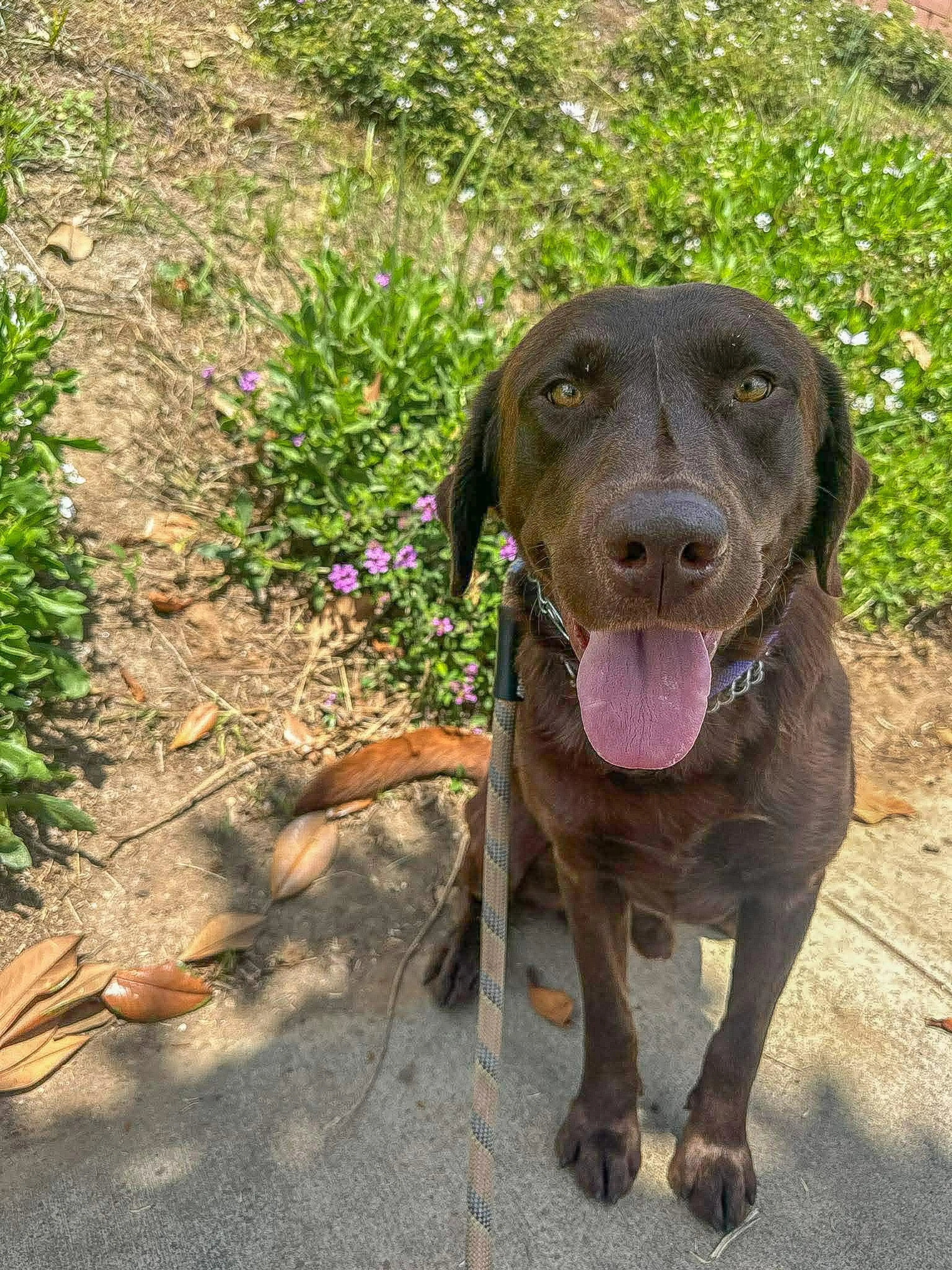 Found pet-2