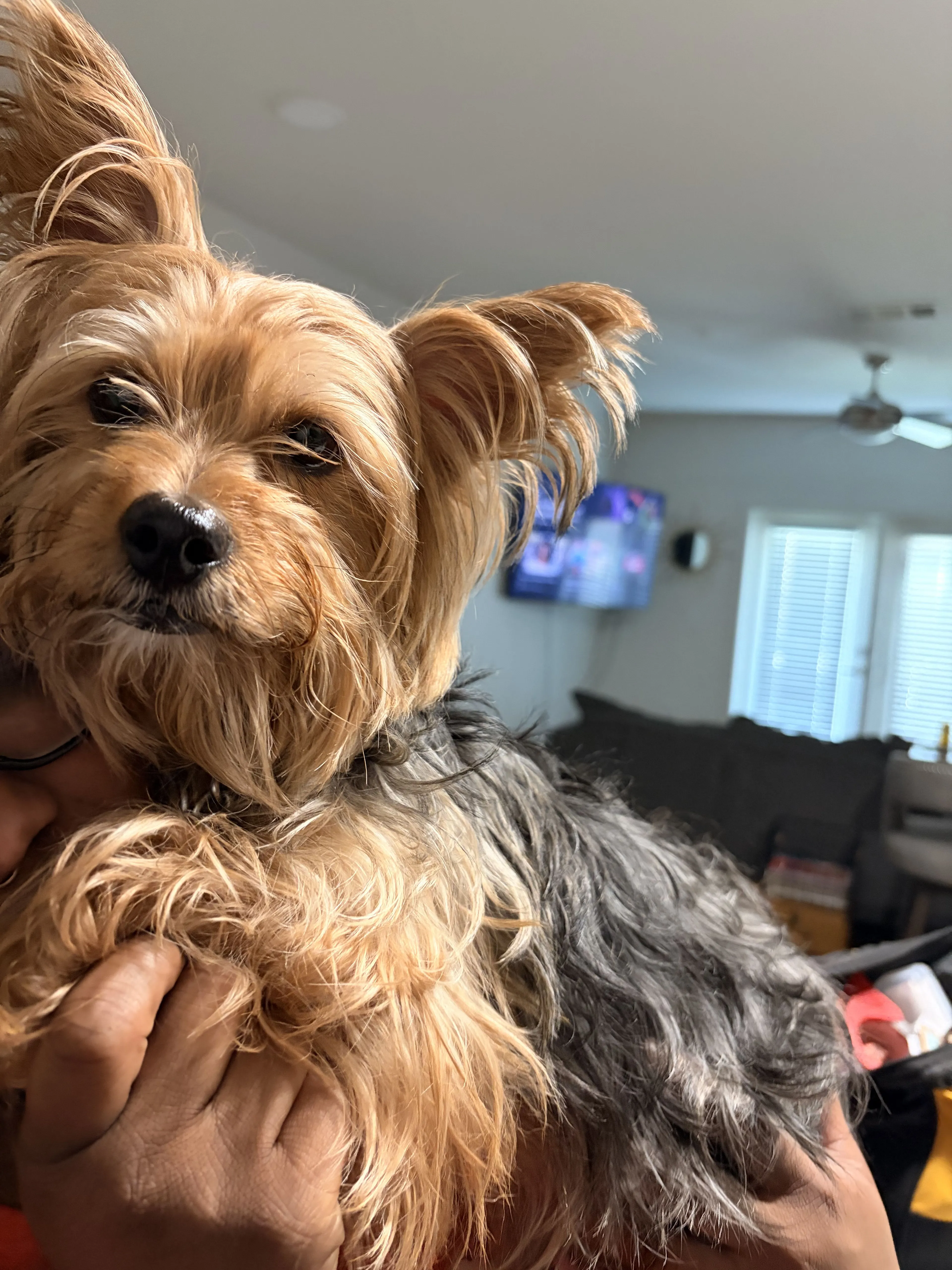 Lost pet