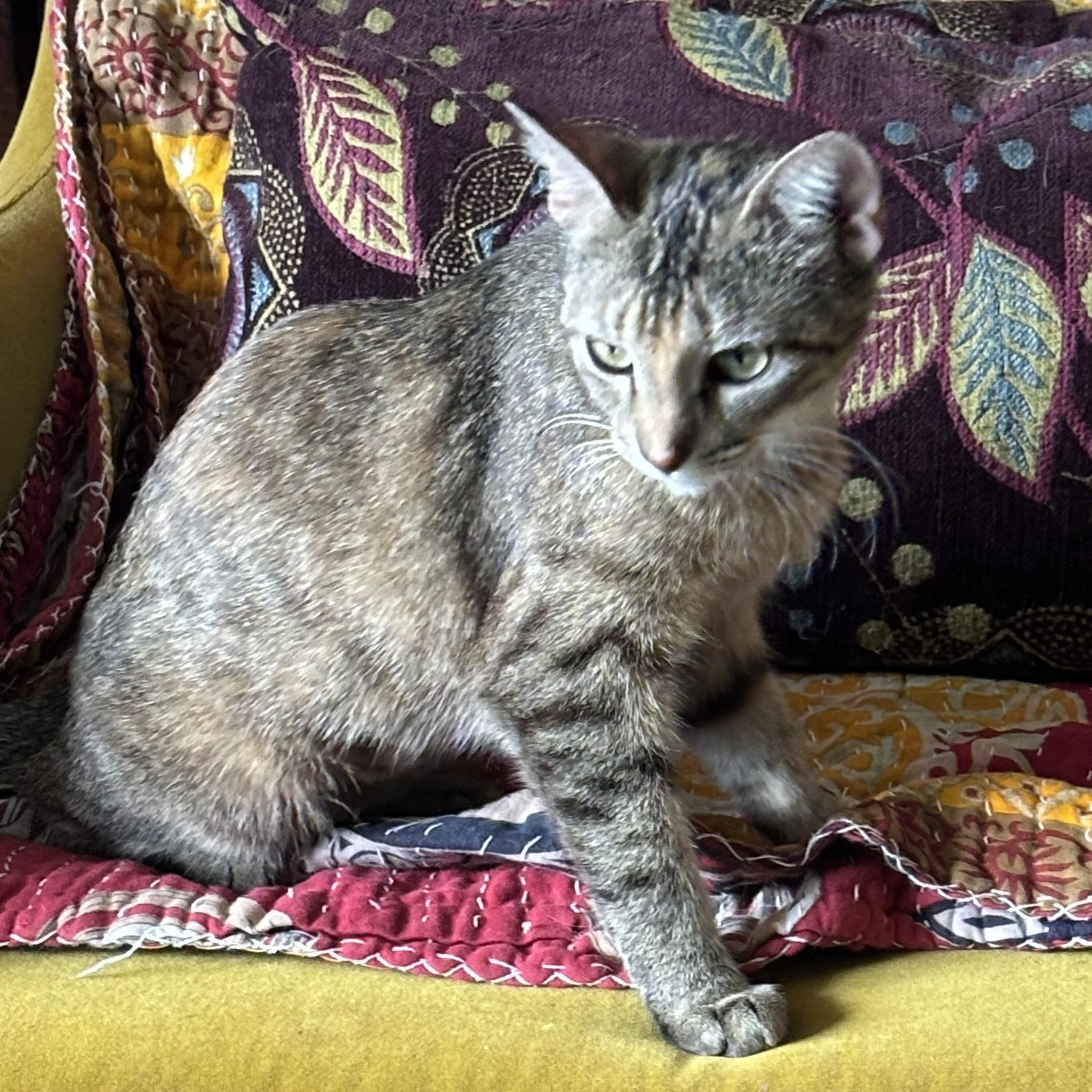 Found pet-1