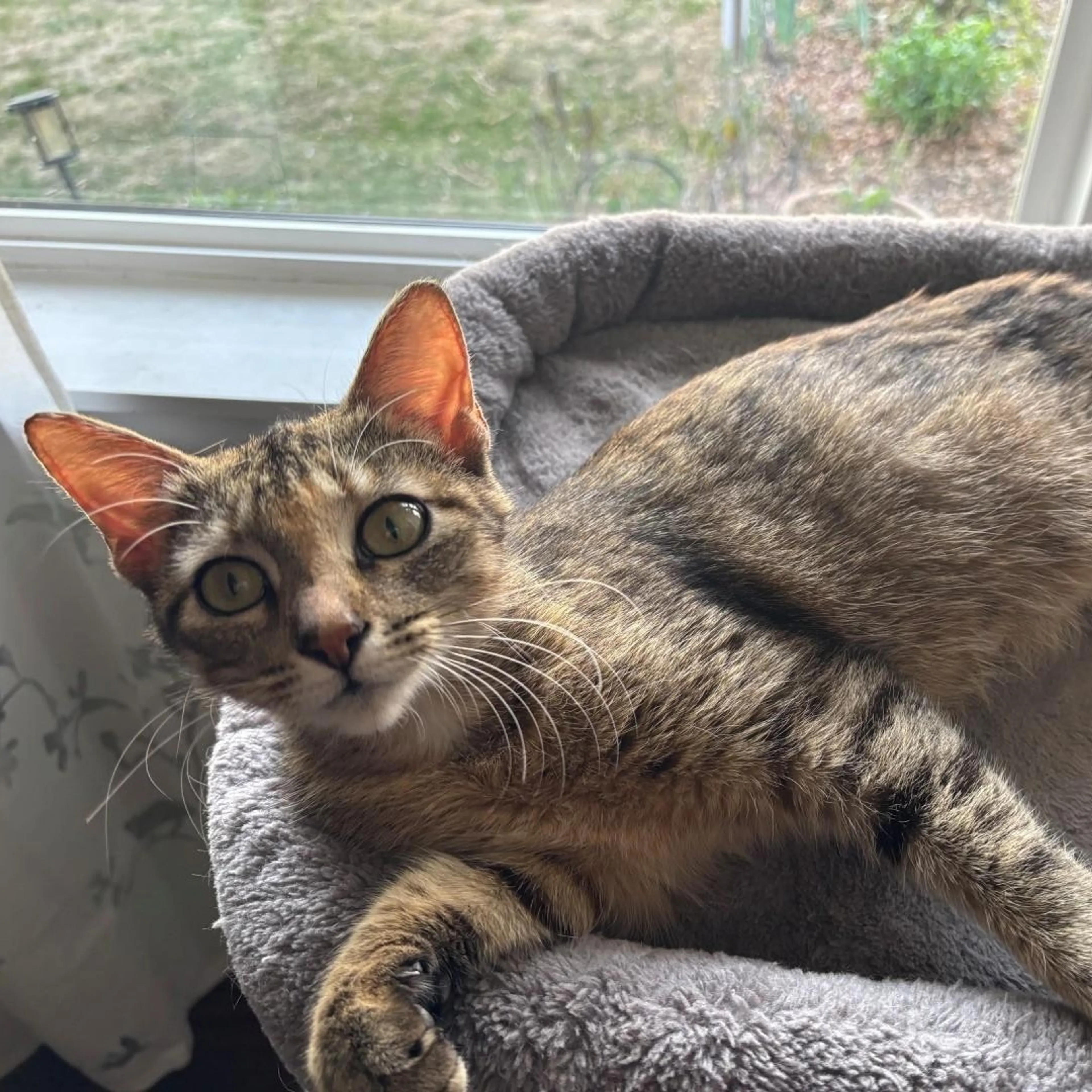 Found pet-0