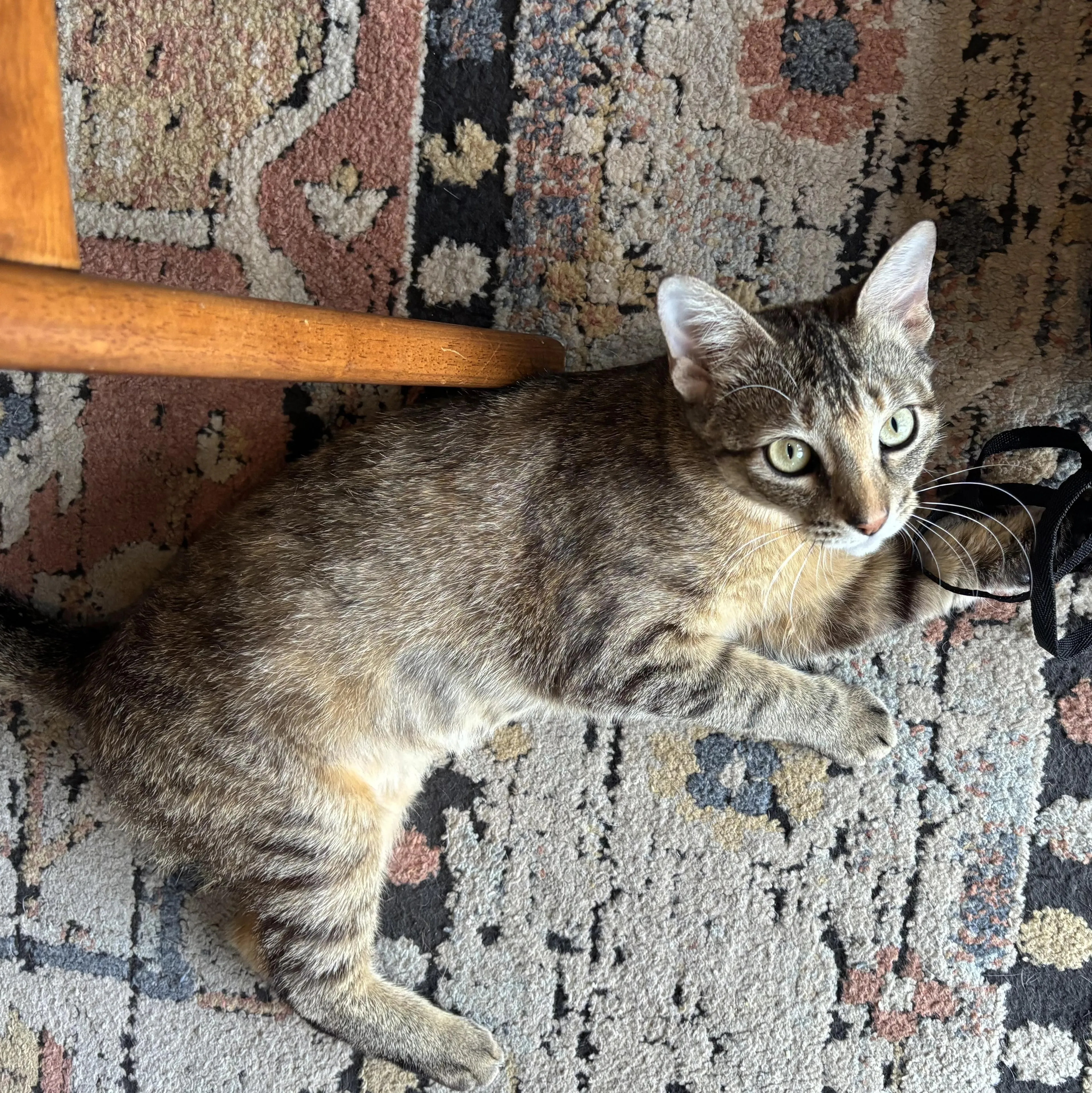 Found pet-4
